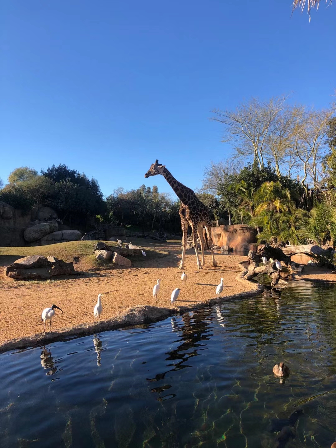 pimg-srchttpsiforum-dechihonorcomesdataimages2021126d3ba849b-a0de-4089