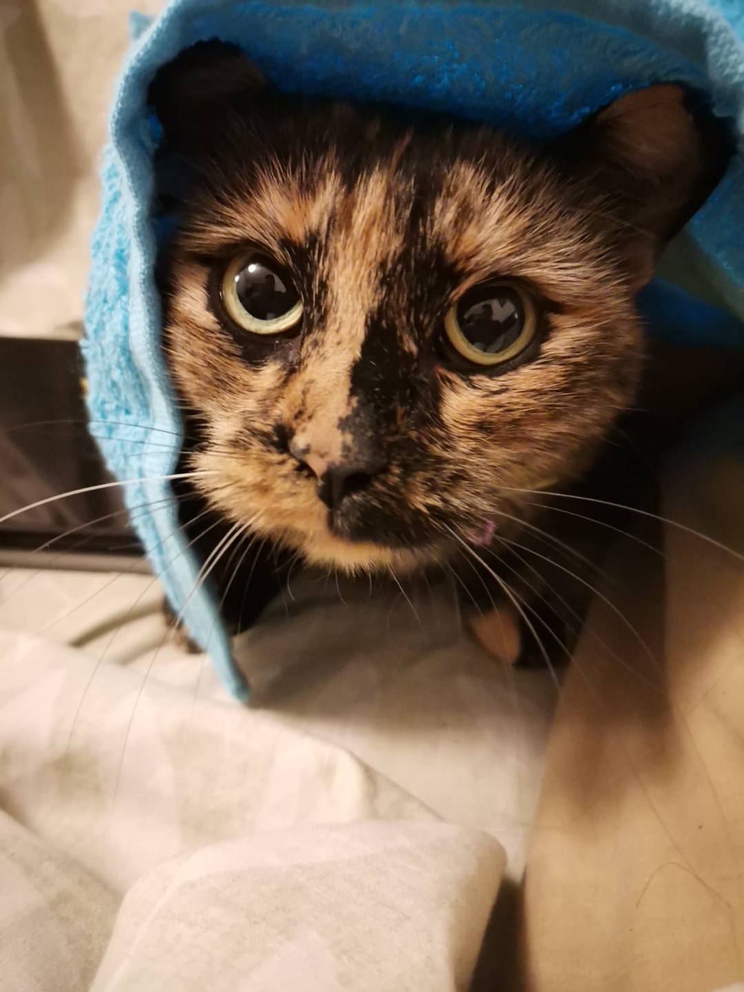 pimg-srchttpsiforum-dechihonorcomesdataimages202121167dcb414-0495-4848