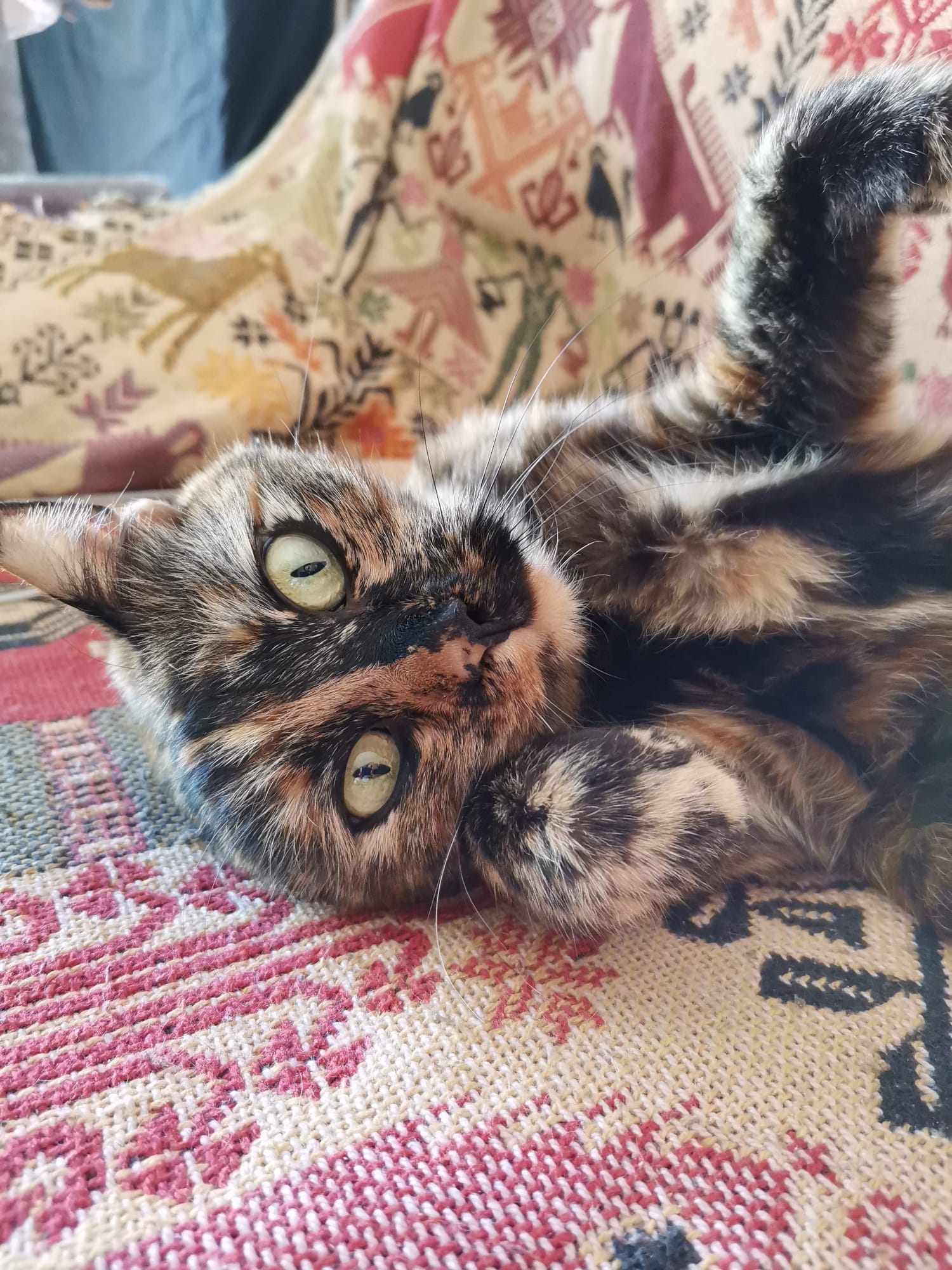 pimg-srchttpsiforum-dechihonorcomesdataimages202121167dcb414-0495-4848