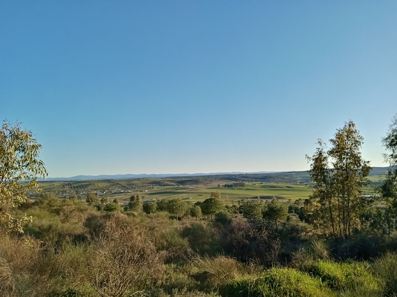 pBuenas-tardesppA-raiz-del-a