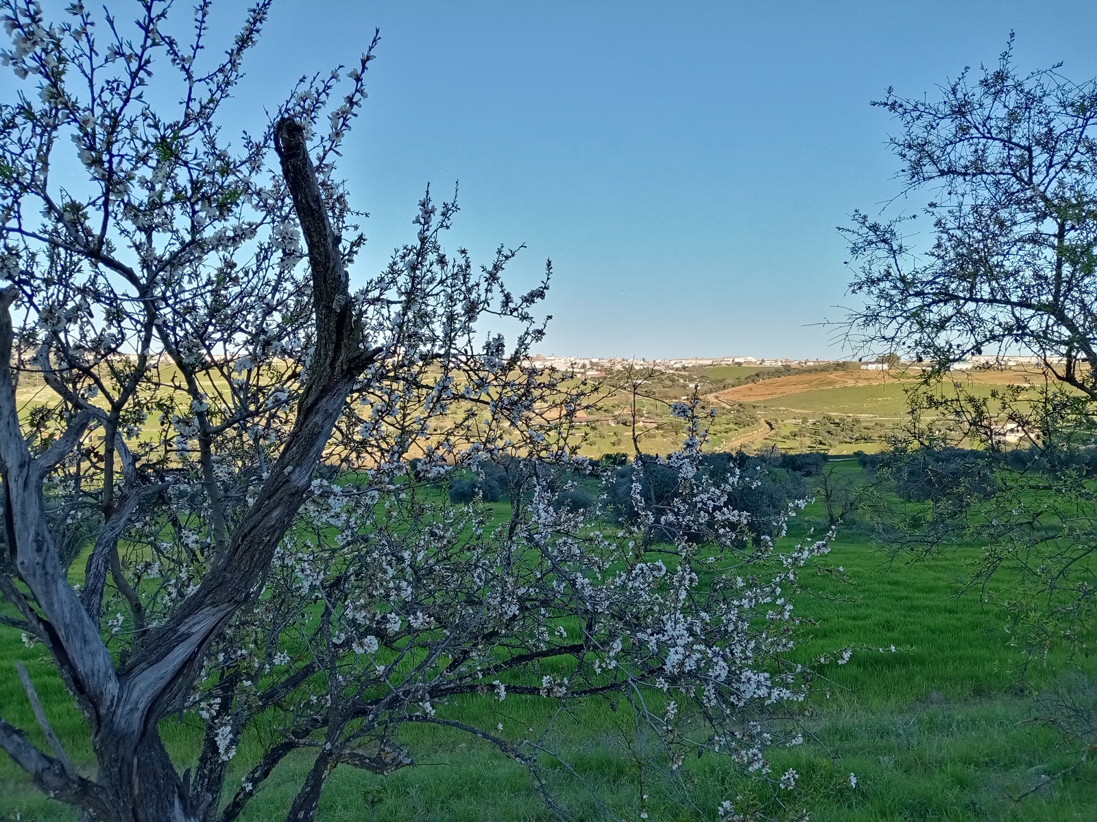 pBuenas-tardesppA-raiz-del-a