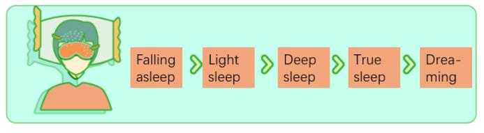 pbrppbrppLos-seres-humanos-generalmente-pasan-de-4-a-5-ciclos-en-una