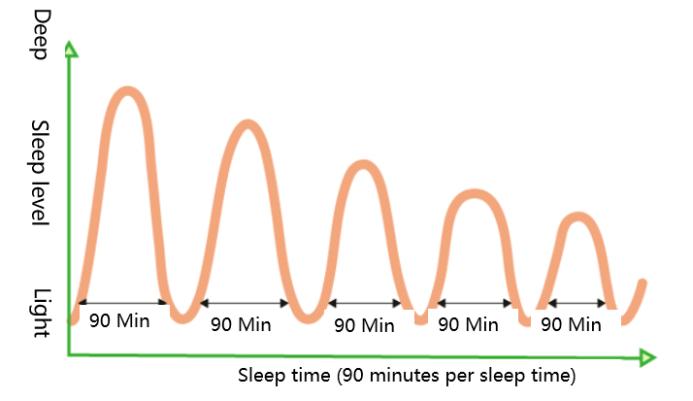 pbrppbrppLos-seres-humanos-generalmente-pasan-de-4-a-5-ciclos-en-una