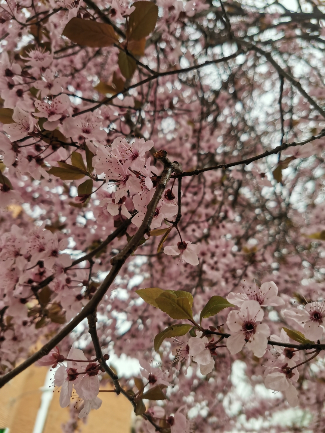 pa-hrefhttpscommunityhihonorcomspainusercenteruserId22621-targetblank