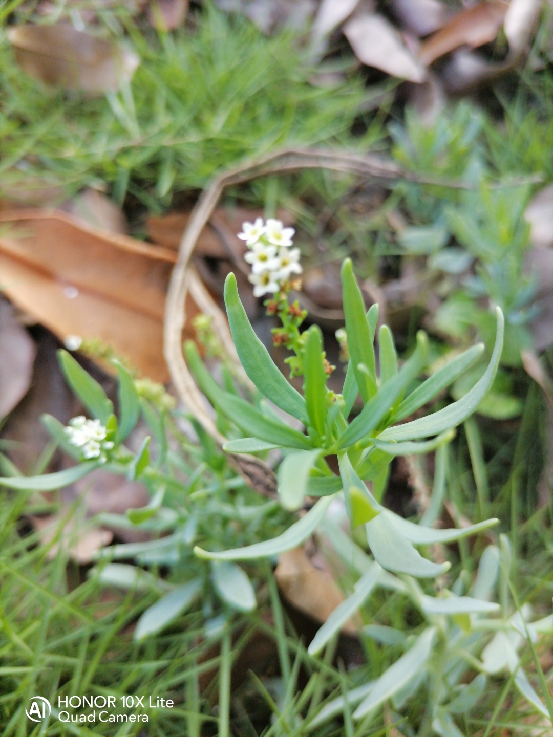 pProbando-la-cámara-de-mi-honor-10x-lite-saludos-desde-Cuba-ppimg