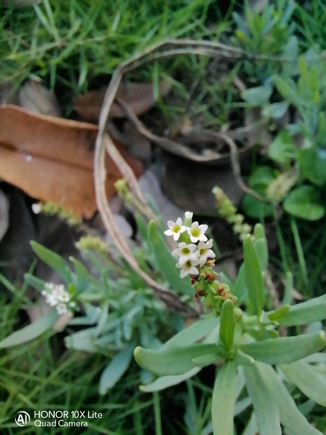 pProbando-la-cámara-de-mi-honor-10x-lite-saludos-desde-Cuba-ppimg