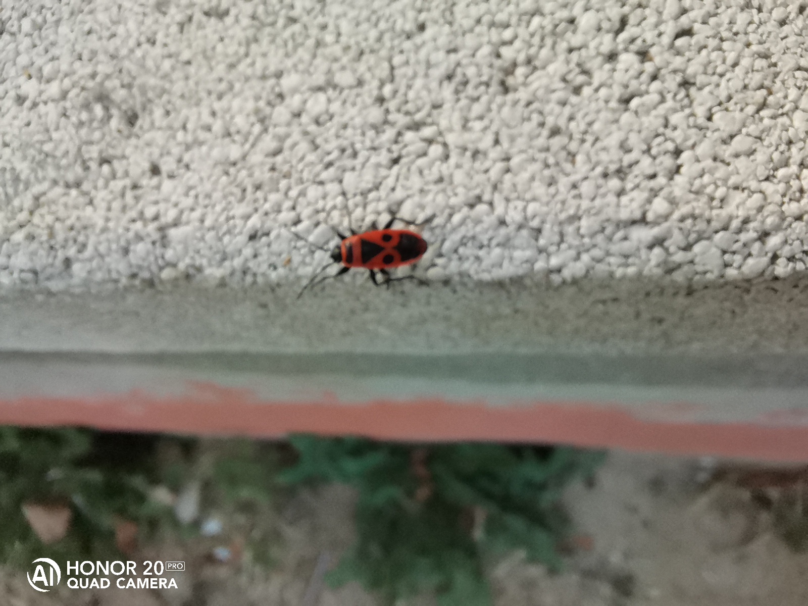 pSiempre-hay-bichos-que-están-al-límitenbspppimg-srchttpsiforum