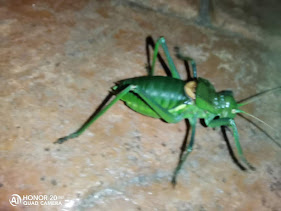 pPues-eso-alguien-sabe-qué-esppimg-srchttpsiforum