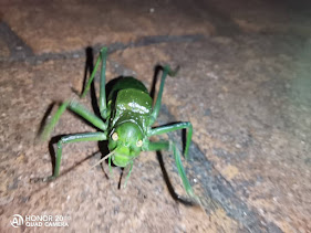 pPues-eso-alguien-sabe-qué-esppimg-srchttpsiforum