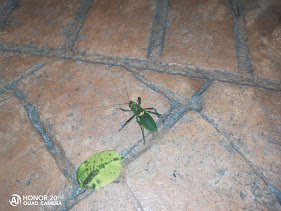 pPues-eso-alguien-sabe-qué-esppimg-srchttpsiforum