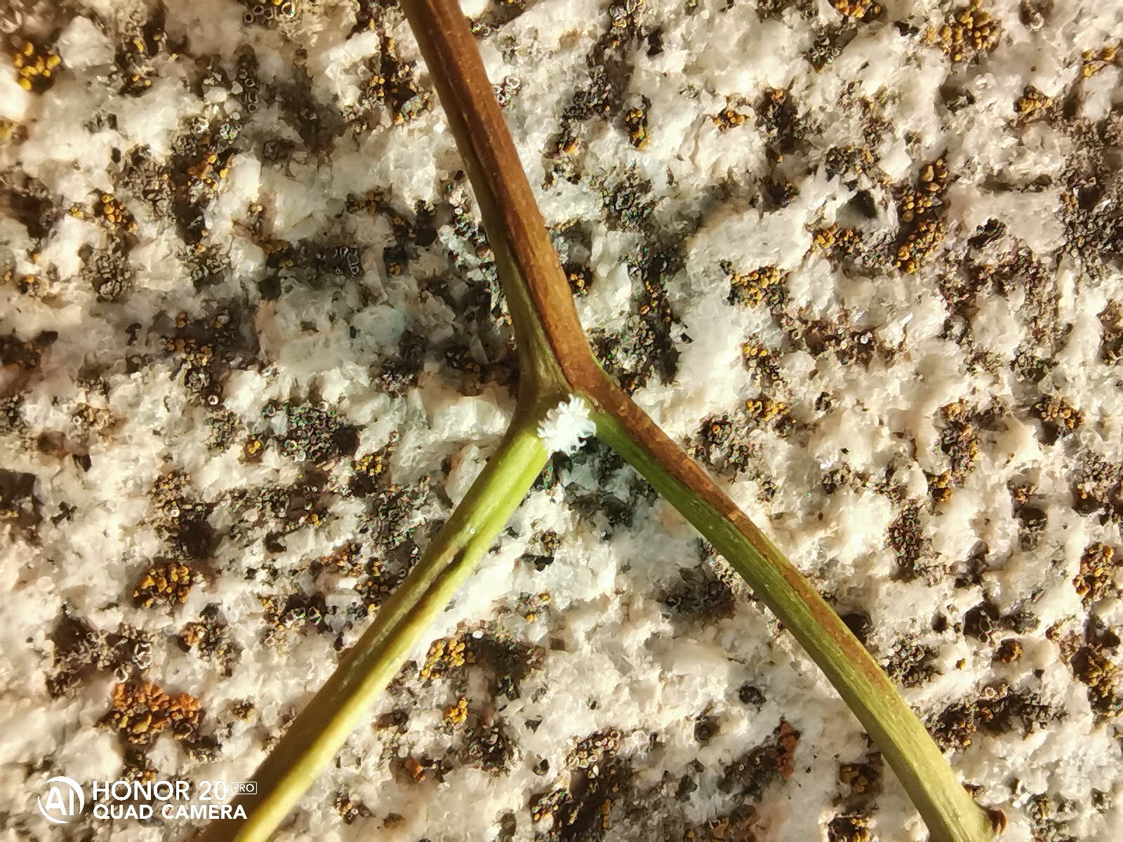 pAyer-pude-fotografiar-este-pequeño-insecto-blanco-que-no-conozcoppimg