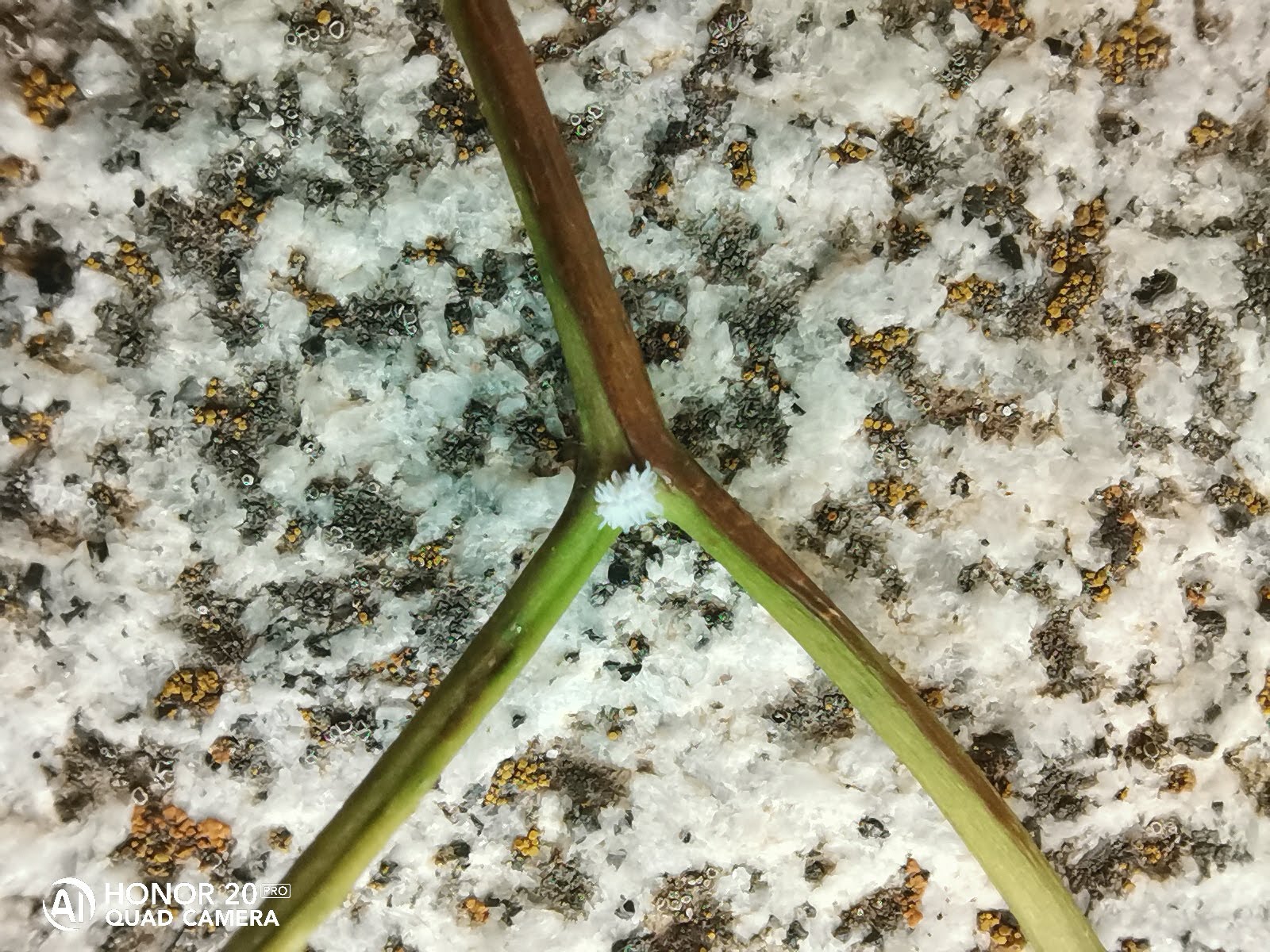 pAyer-pude-fotografiar-este-pequeño-insecto-blanco-que-no-conozcoppimg