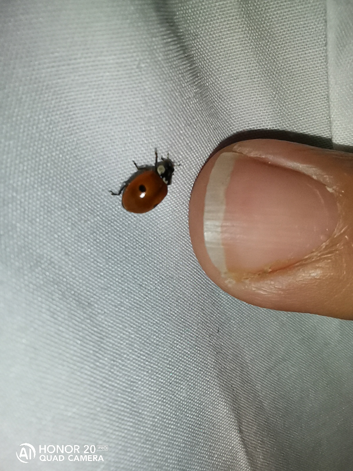 pUna-pequeña-mariquita-se-posó-en-mi-camisanbspppimg-srchttpsiforum