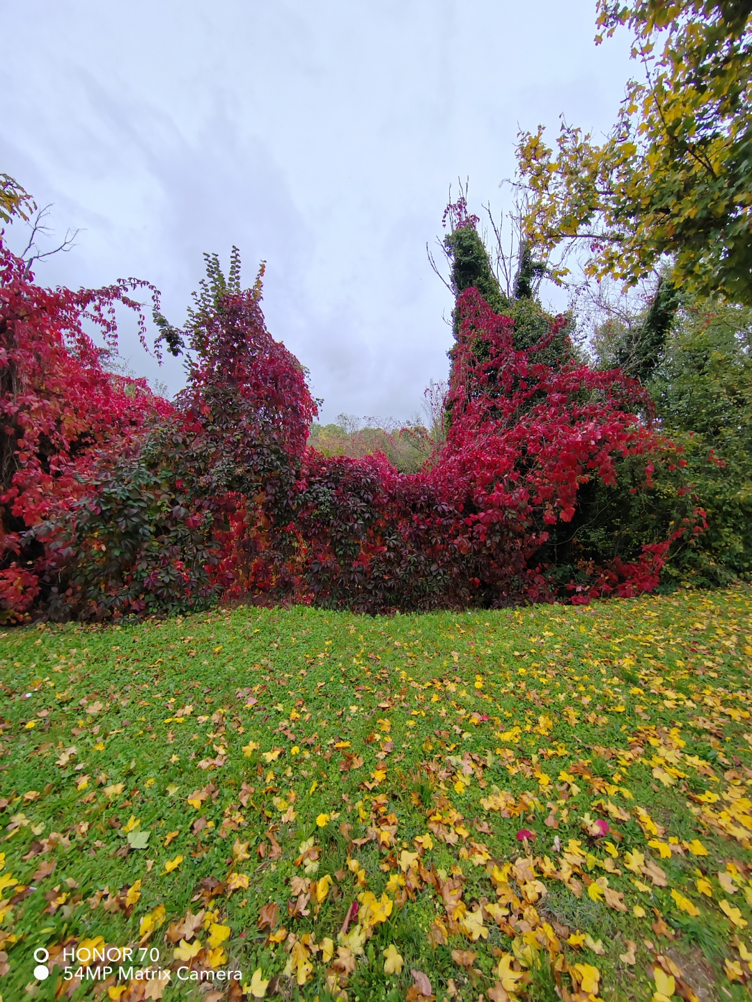 pimg-srchttpsiforum-dechihonorcomfrdataimages10000202210136cbf63e2