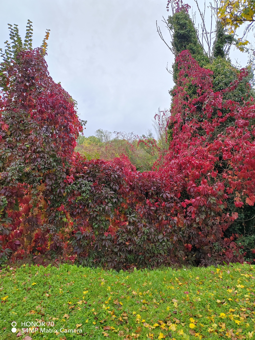 pimg-srchttpsiforum-dechihonorcomfrdataimages10000202210136cbf63e2