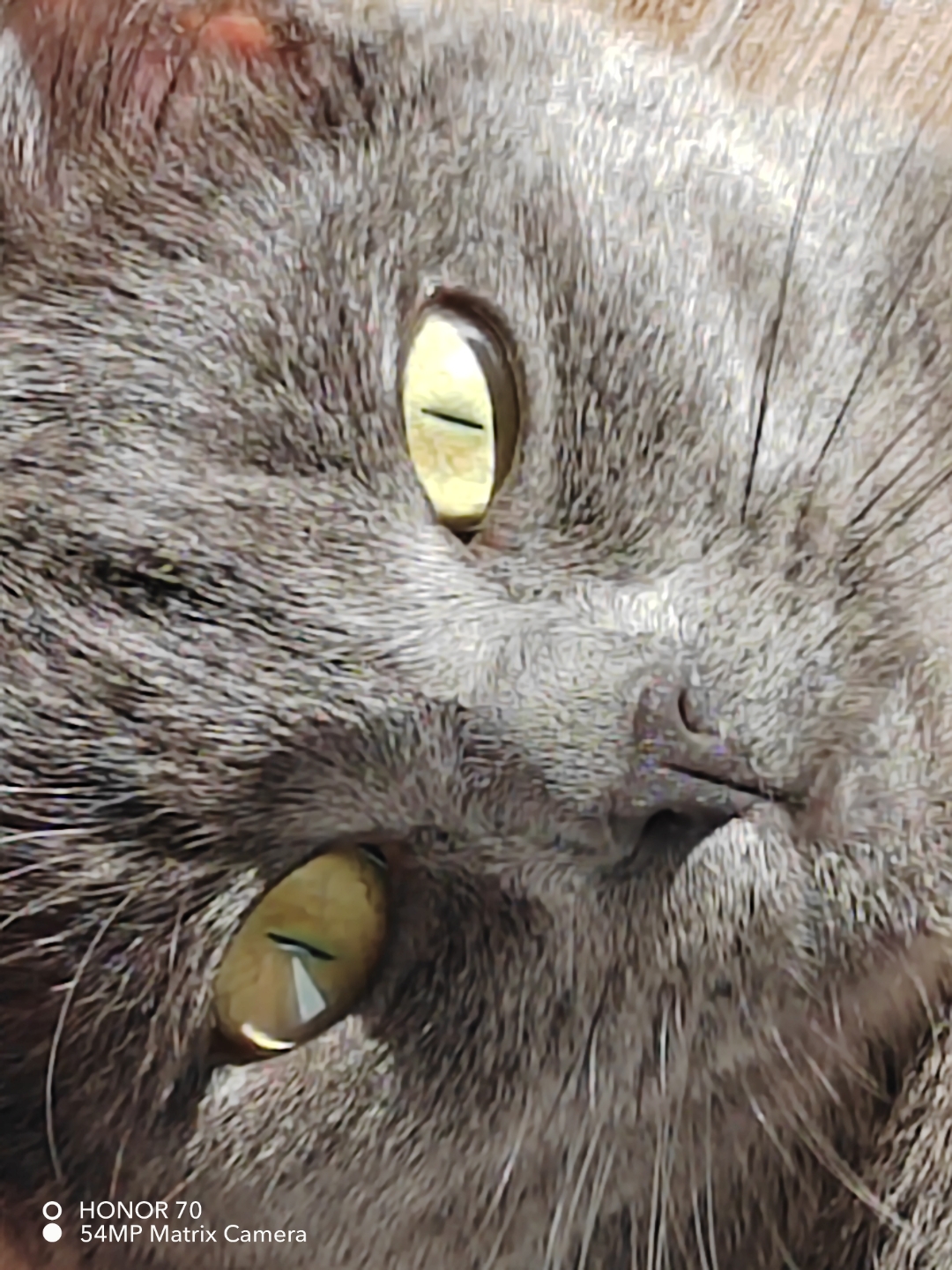 pimg-srchttpsiforum-dechihonorcomfrdataimages1000020221021320d258e