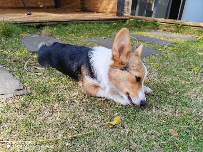 pBonjourppbrppJe-vous-ai-trouvé-quelques-photos-prises-par-un-Honor-80