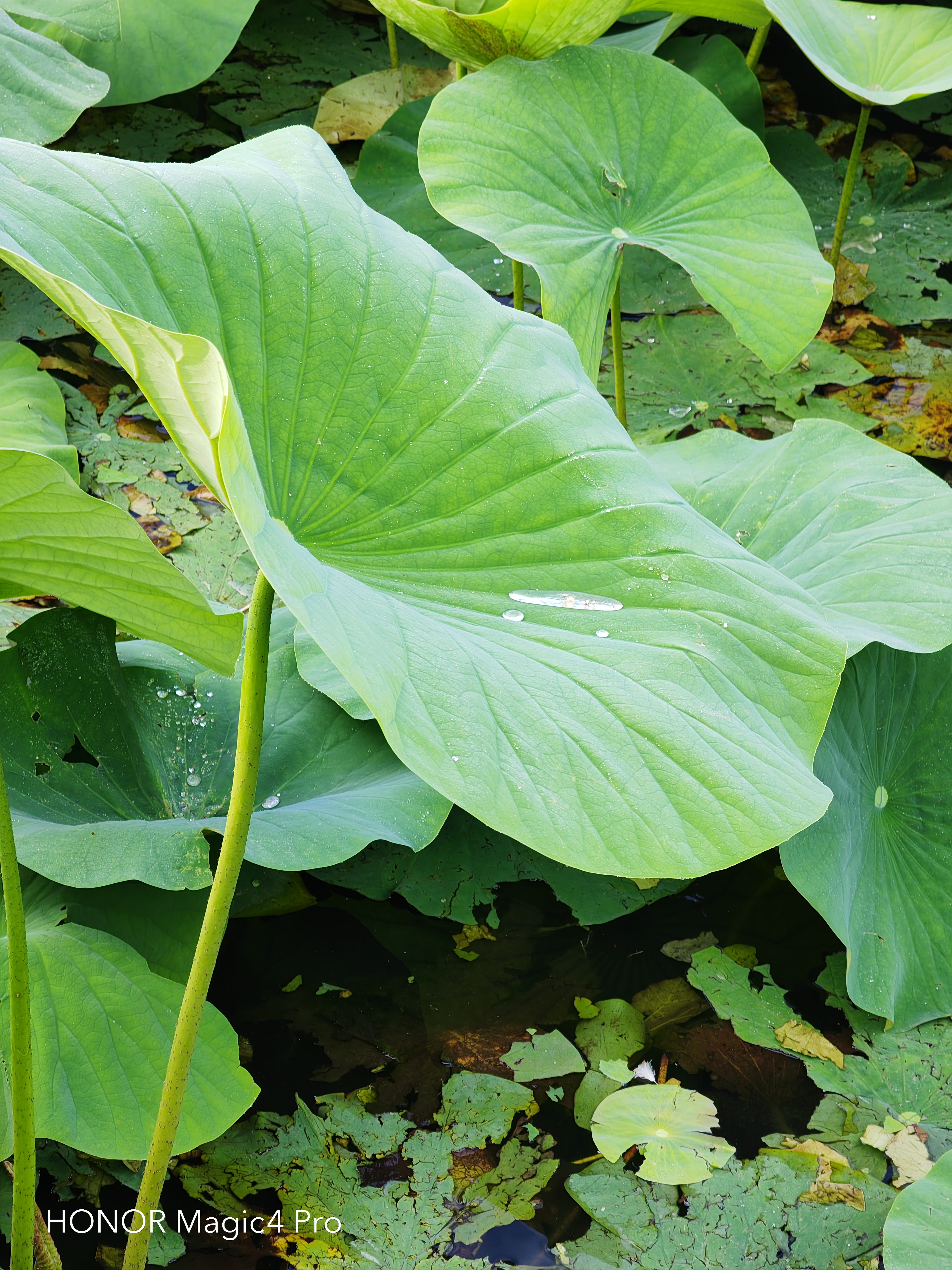 pBonjour-la-communautéppbrppLaventure-avec-le-Magic-4-Pro-est-fini-il