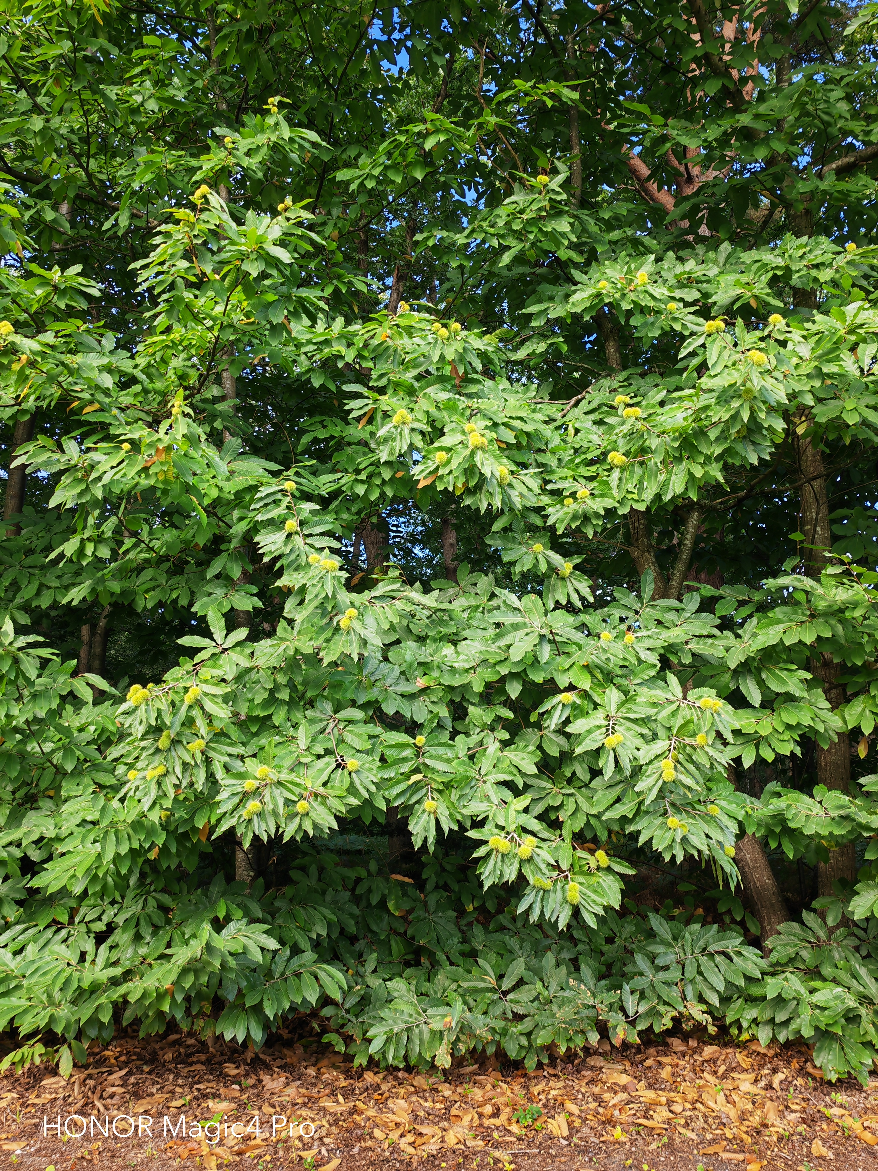 pBonjourppbrppJe-vous-propose-à-nouveau-un-comparatif-photo-entre-le