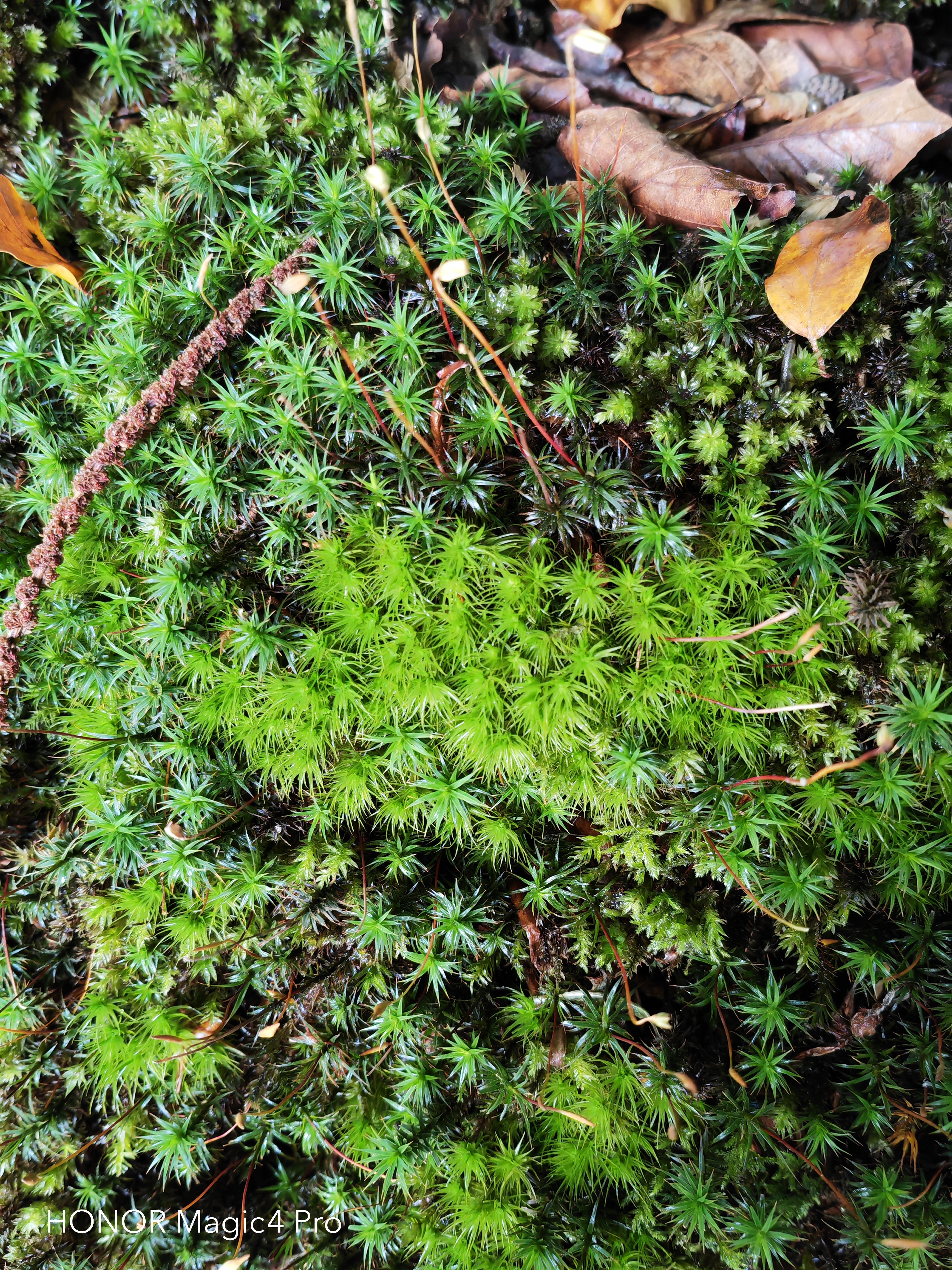 pBonjourppbrppJe-vous-propose-à-nouveau-un-comparatif-photo-entre-le