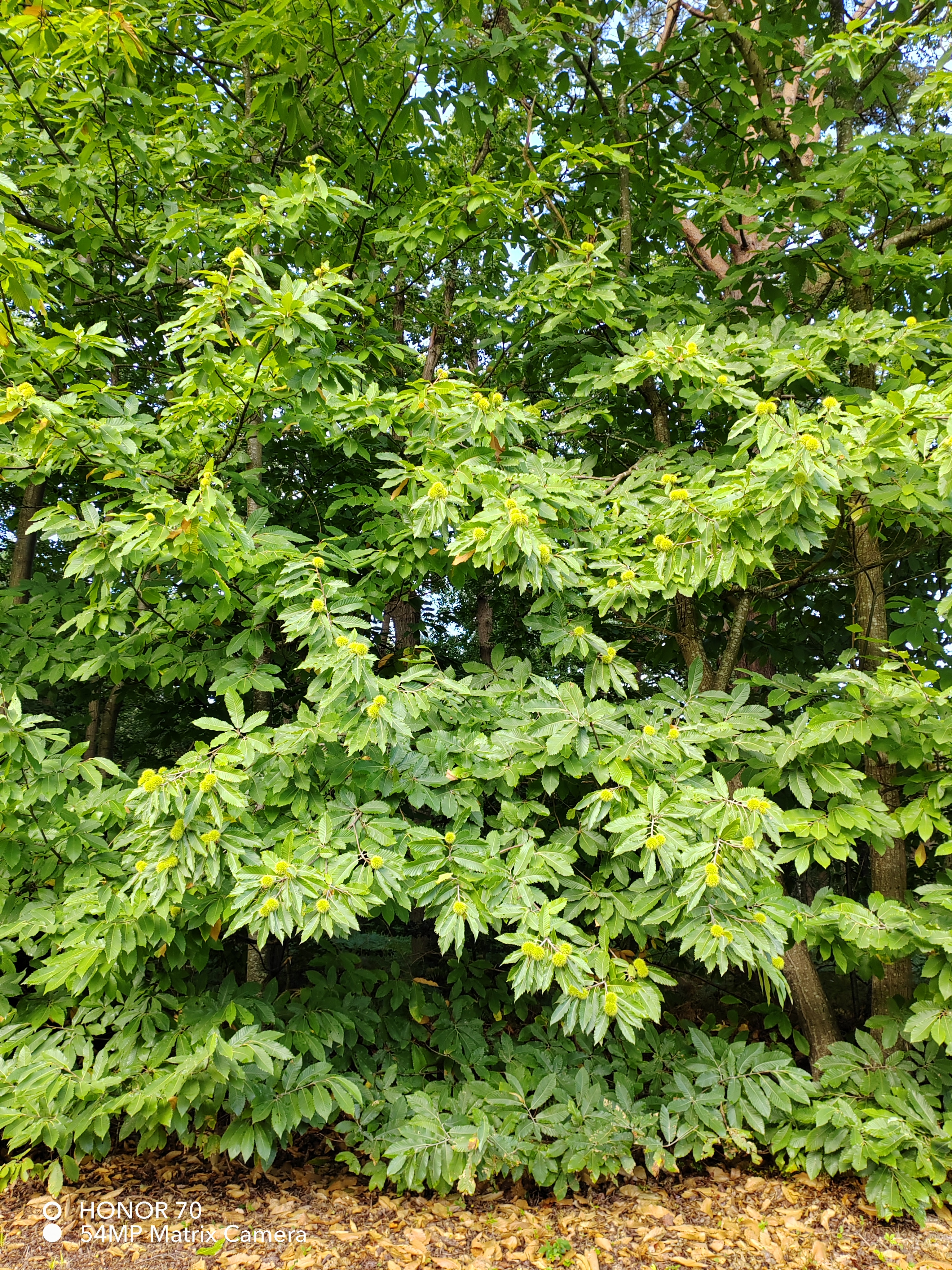 pBonjourppbrppJe-vous-propose-à-nouveau-un-comparatif-photo-entre-le