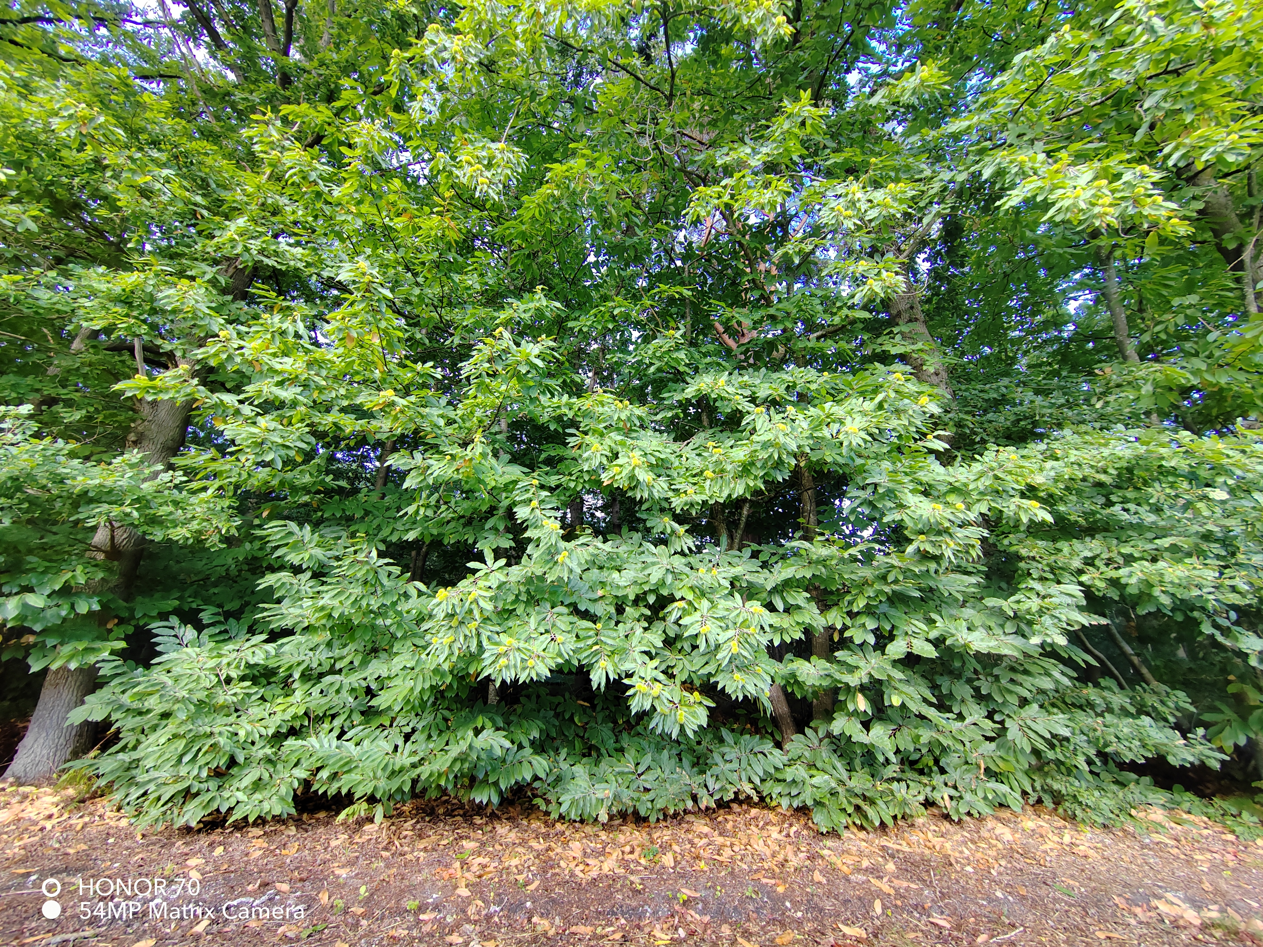 pBonjourppbrppJe-vous-propose-à-nouveau-un-comparatif-photo-entre-le