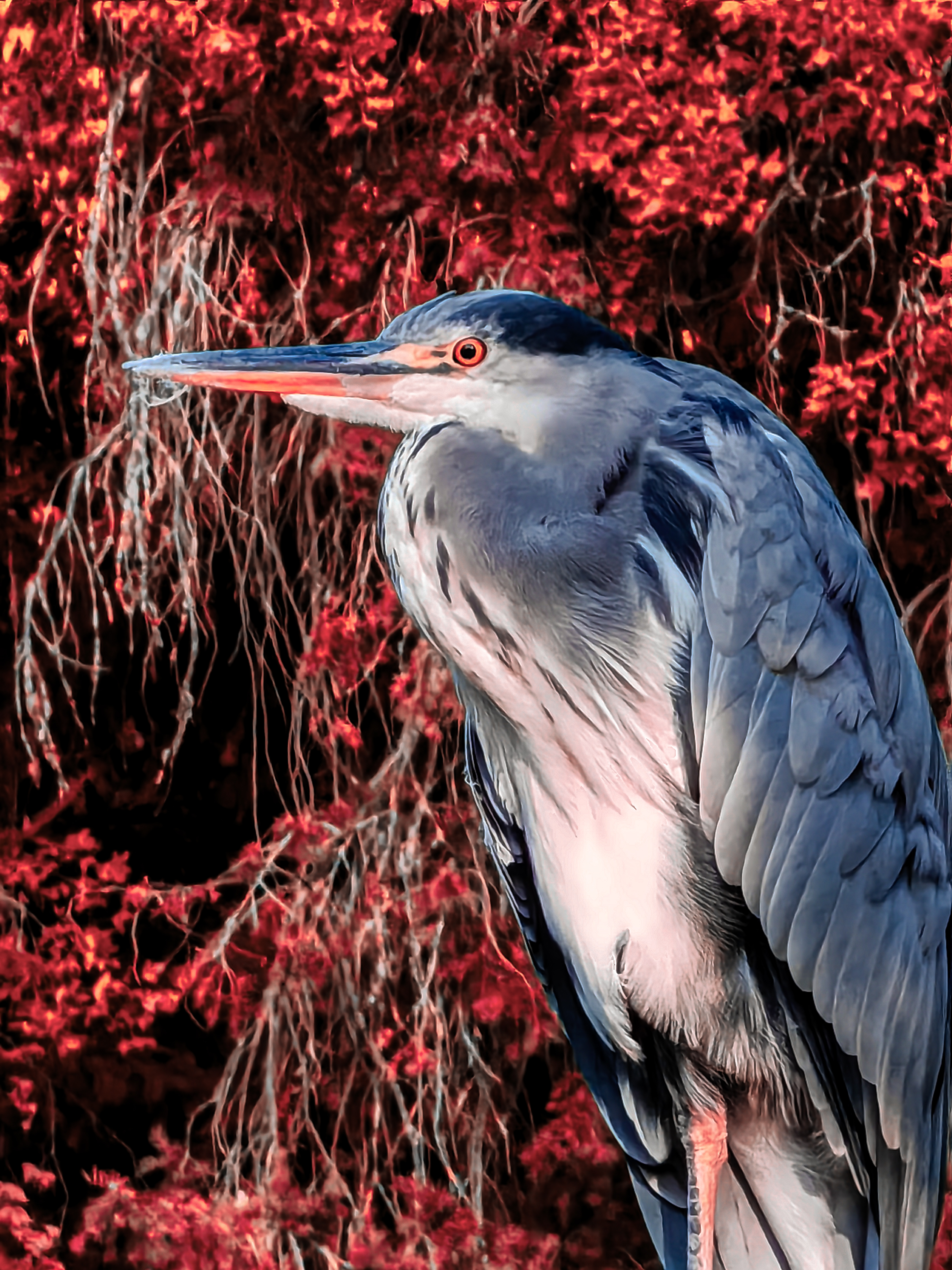 pimg-srchttpsiforum-dechihonorcomfrdataimages10000202321595683c4f-59bb