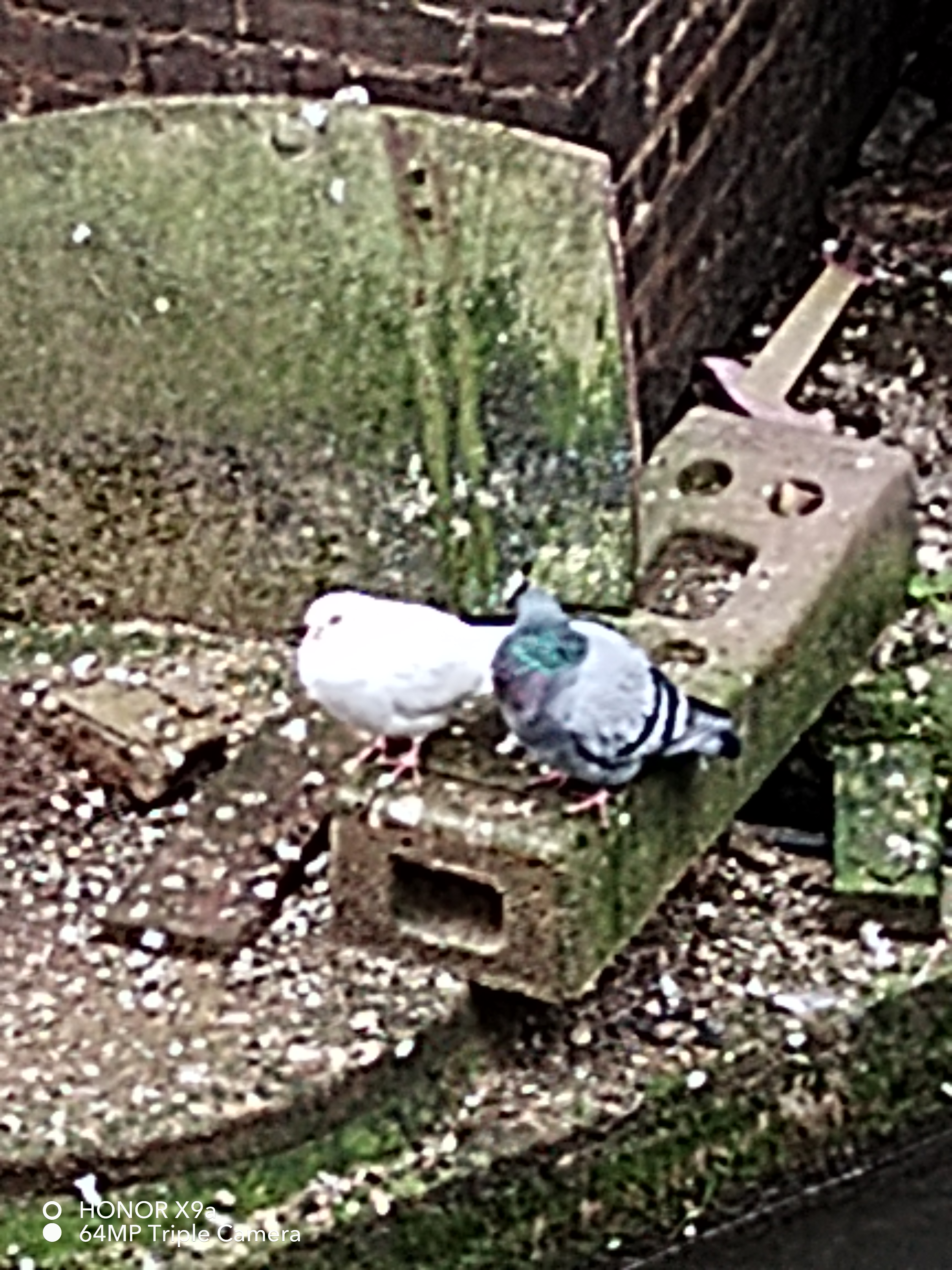 pBonjourppbrppUne-petite-halte-en-ville-tôt-ce-matin-pour-vous-offrir