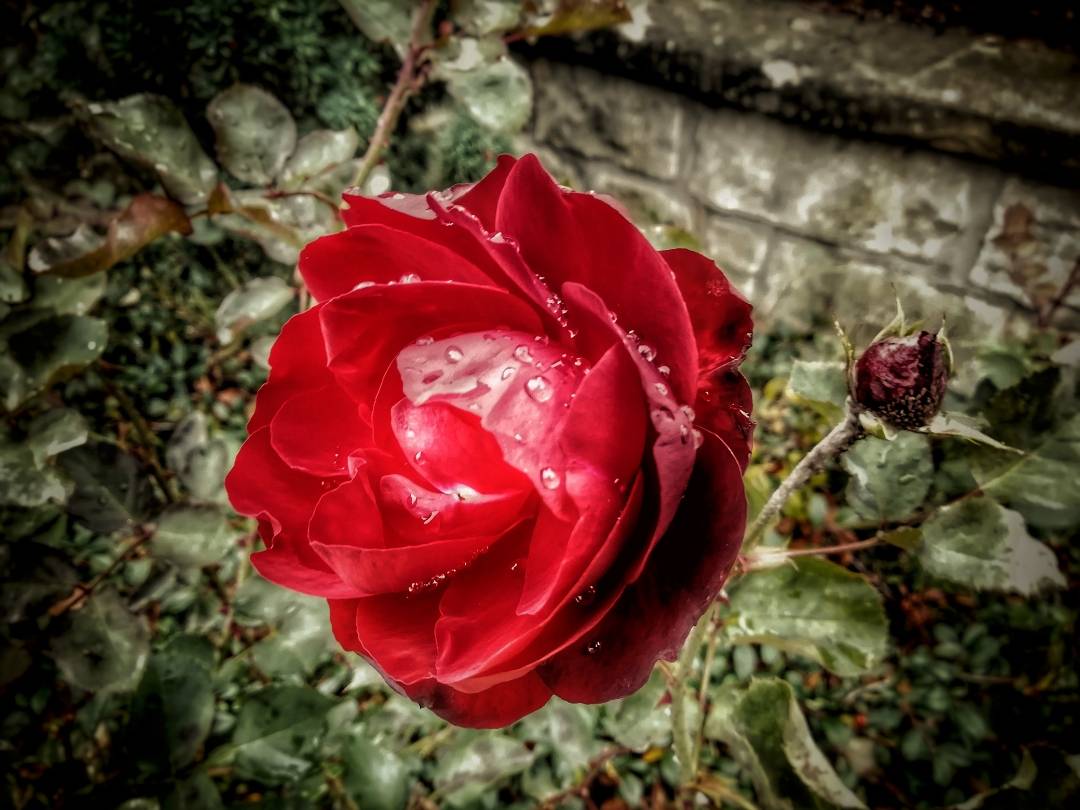 pspanBonjour-HONOR-fans-voici-la-collection-des-photos-de-la-semaine