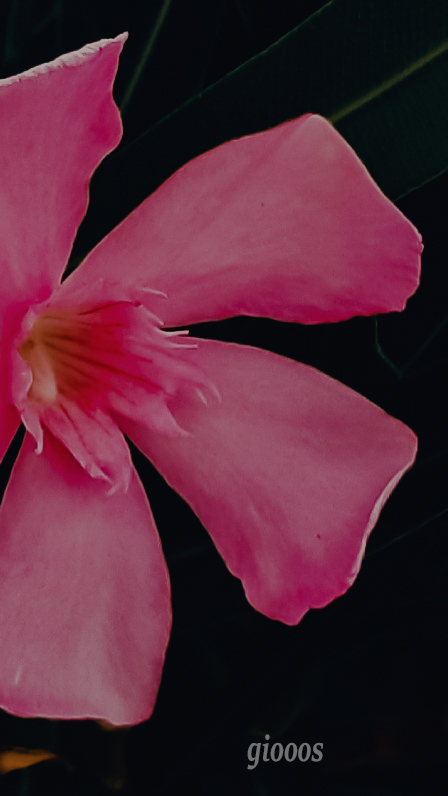 pstrongspanÀ-quoi-ressemblent-les-fonds-décran-lorsquils-sont