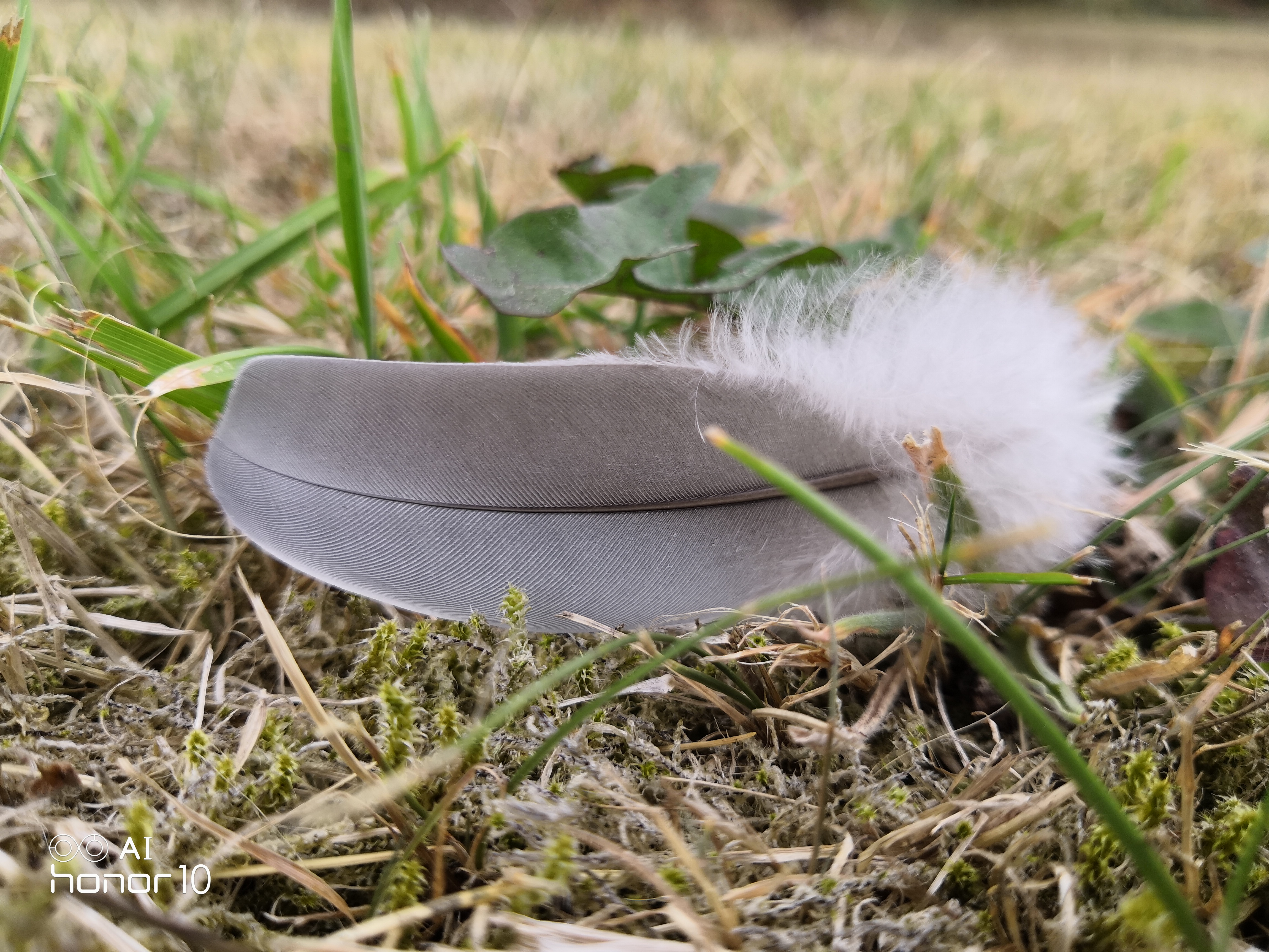 Capture-et-partage-Plume