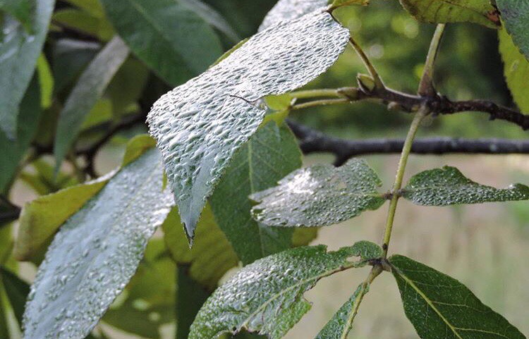 Concours-ZOOM-CHALLENGE-avec-le-HONOR-20-Pro-