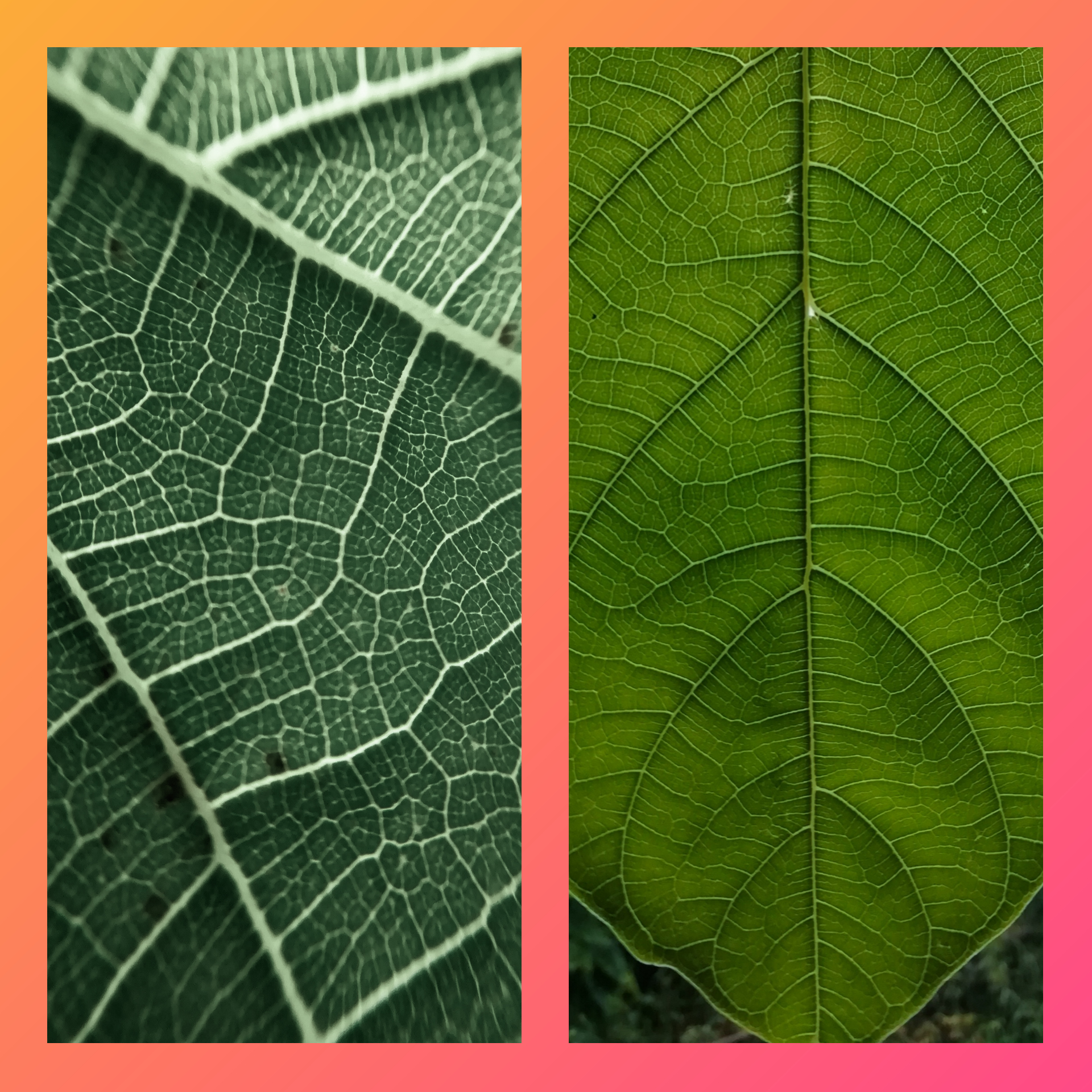 pspan-stylefont-size16pxHello-les-fans-spanppspan-stylefont