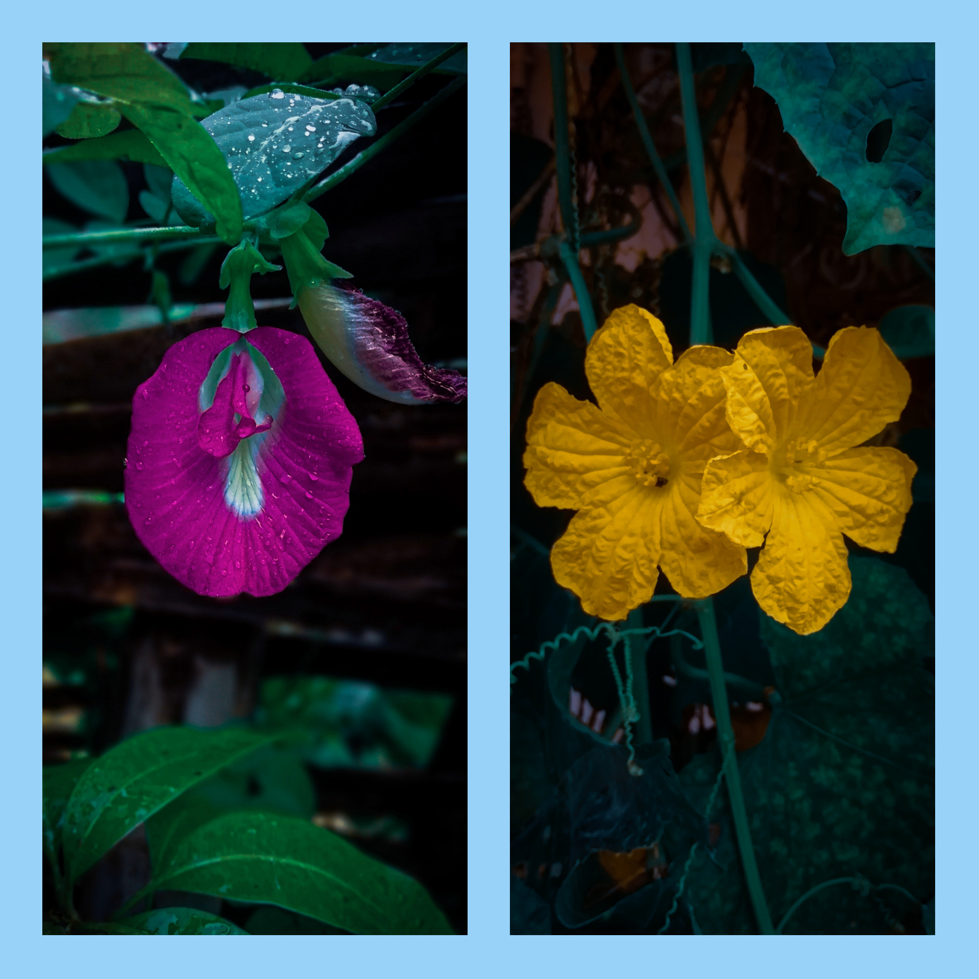 pspan-stylefont-size16pxHello-les-fans-spanppspan-stylefont