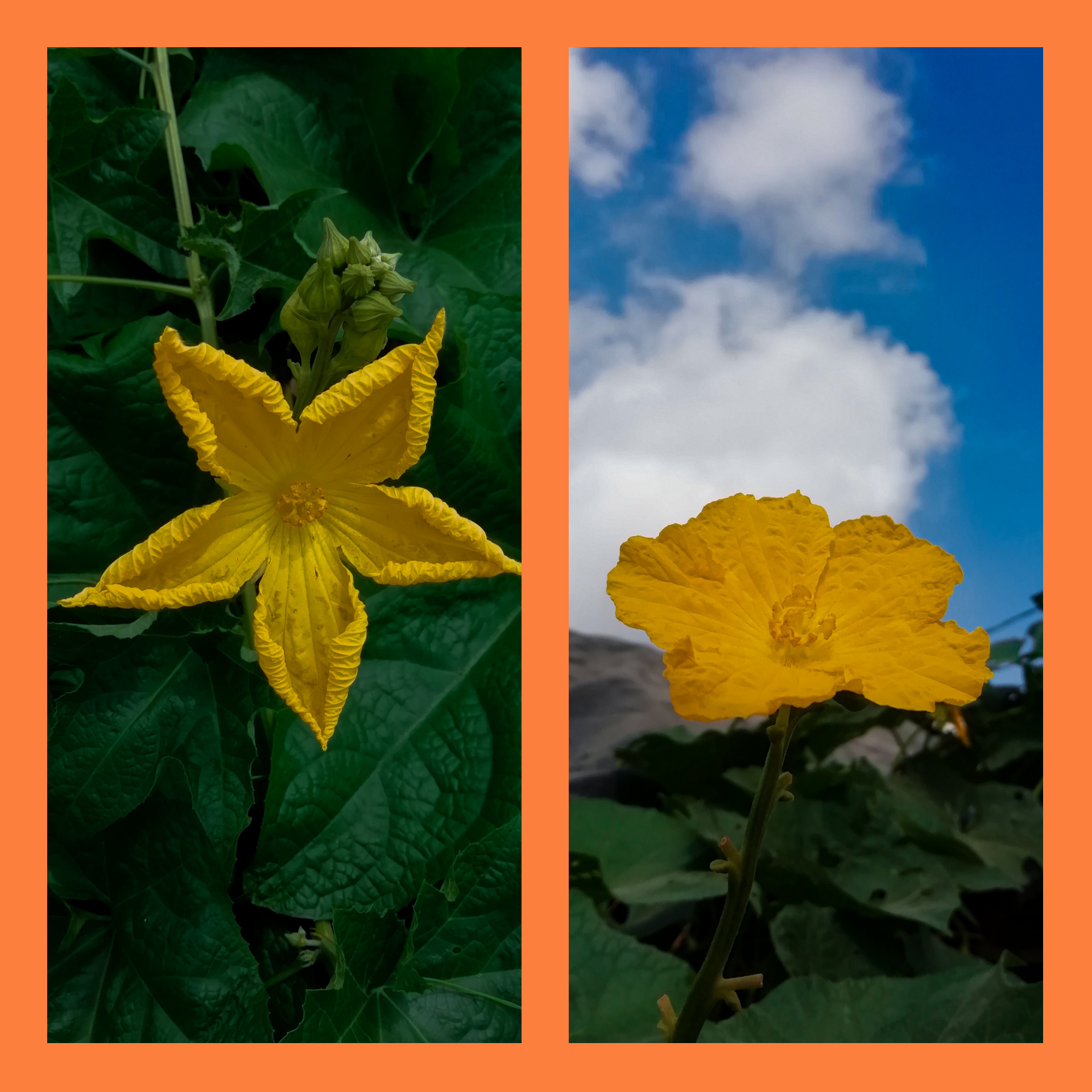 pspan-stylefont-size16pxHello-les-fans-spanppspan-stylefont