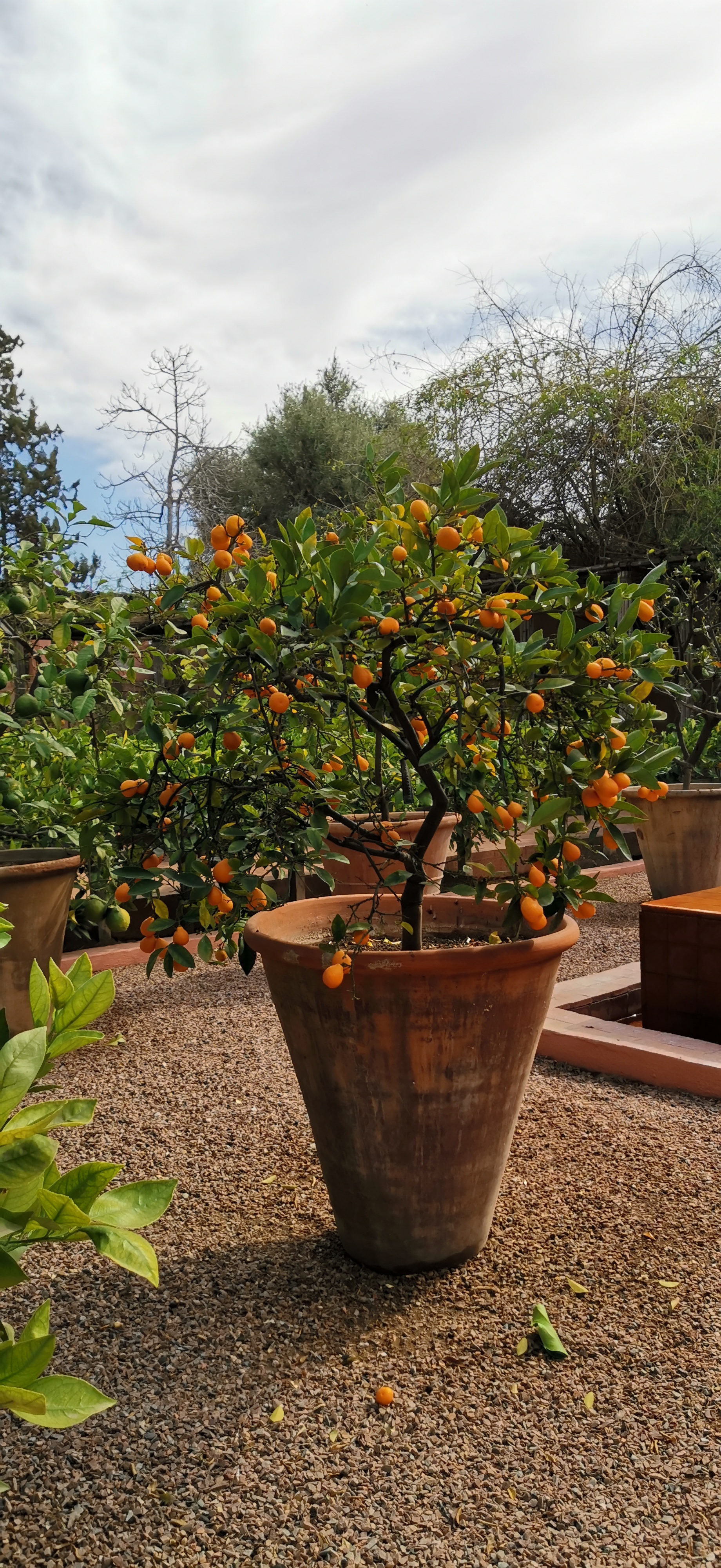 Le-Honor-20-Pro-à-Marrakech-