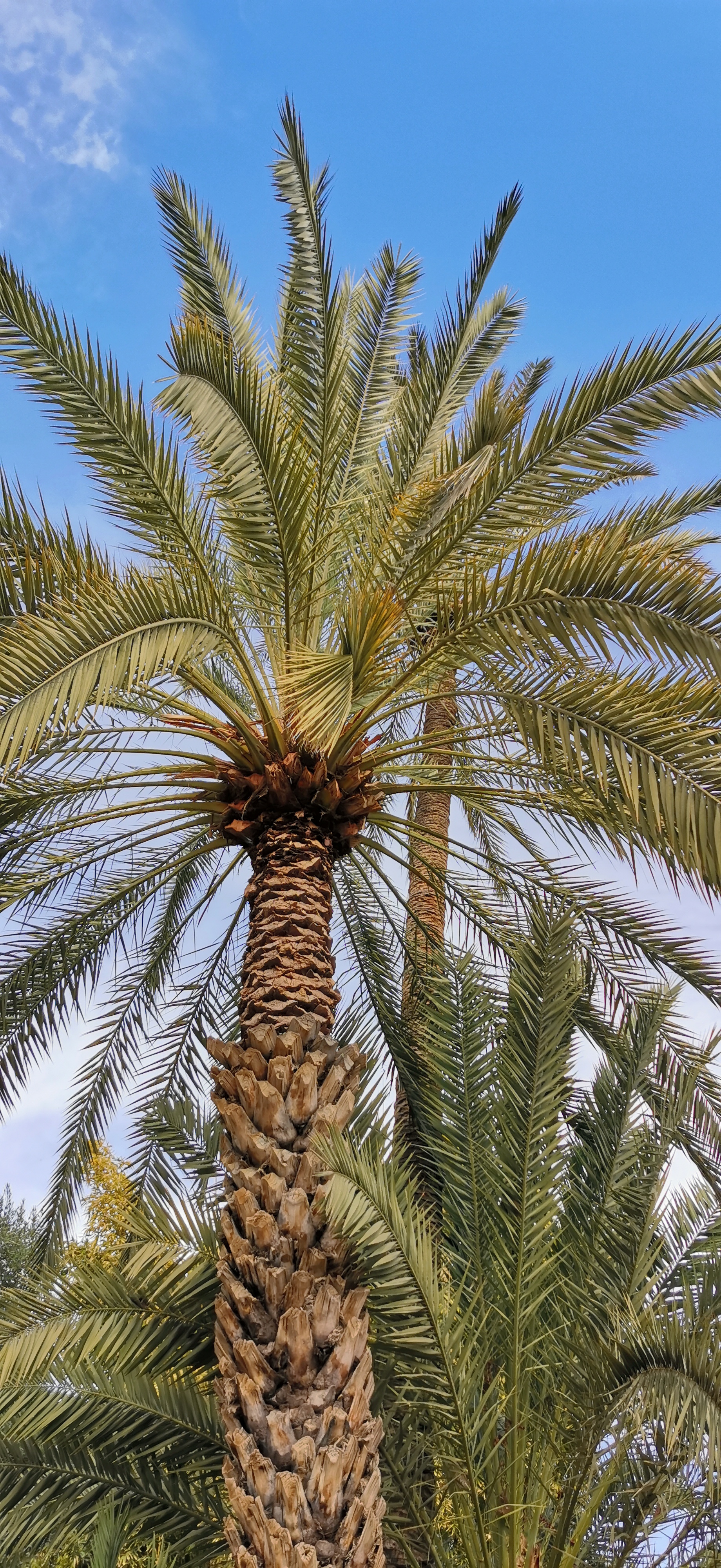 Le-Honor-20-Pro-à-Marrakech-