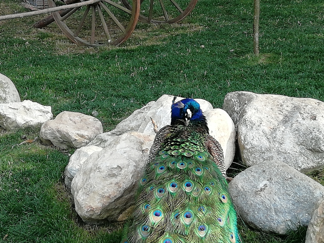 Paons-parc-des-épouvantails-Andilly-Haute-Savoie