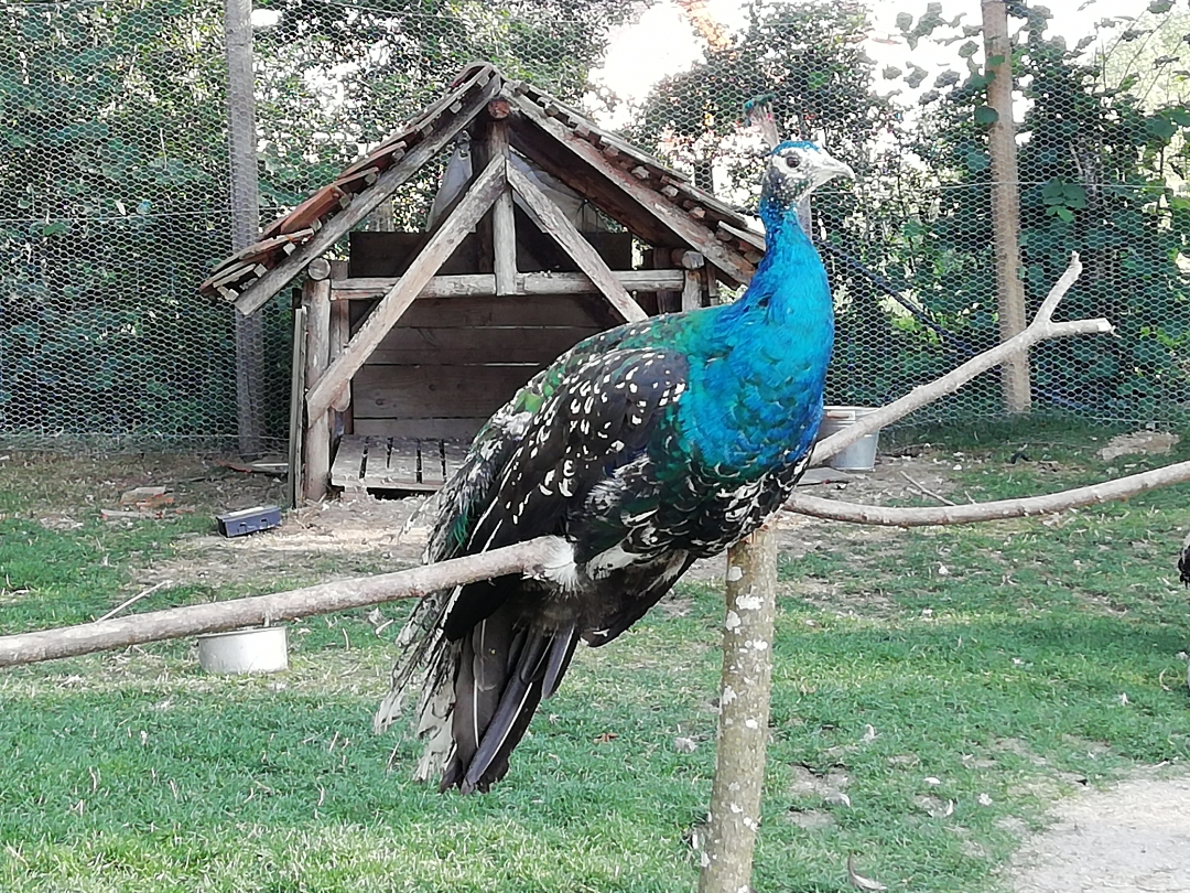 Paons-parc-des-épouvantails-Andilly-Haute-Savoie