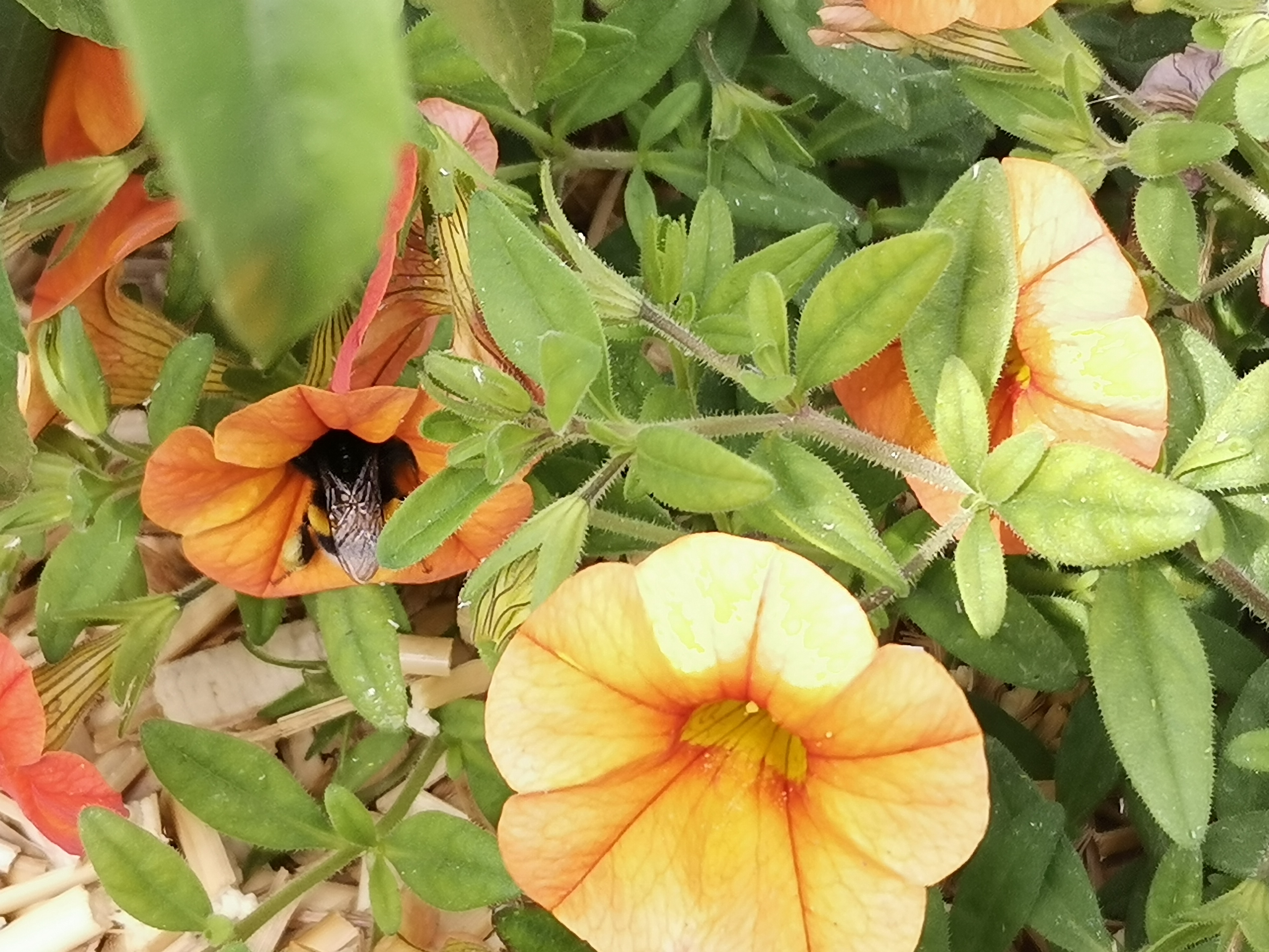 La-butineuse-et-ses-ailes-magiques