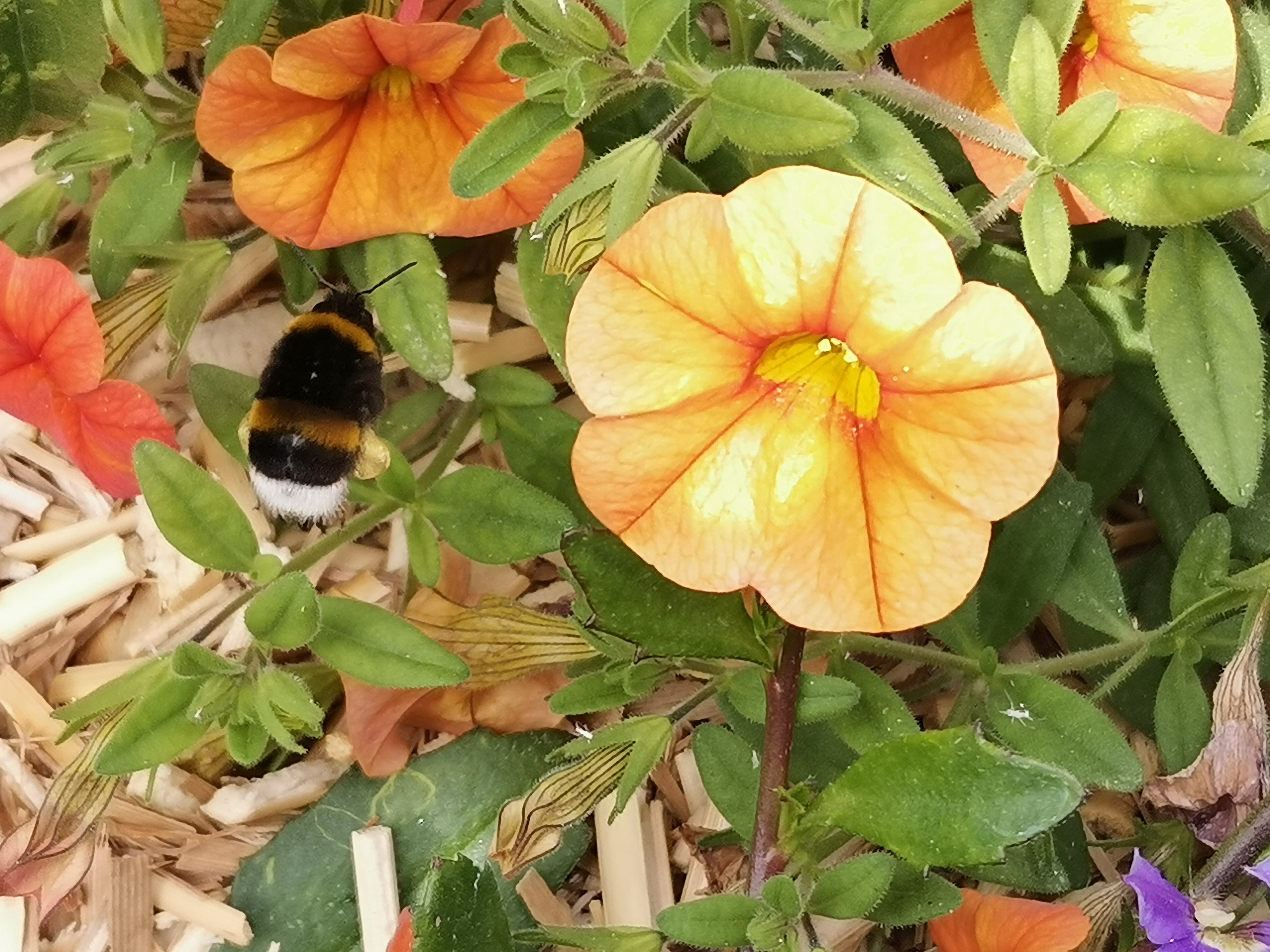 La-butineuse-et-ses-ailes-magiques