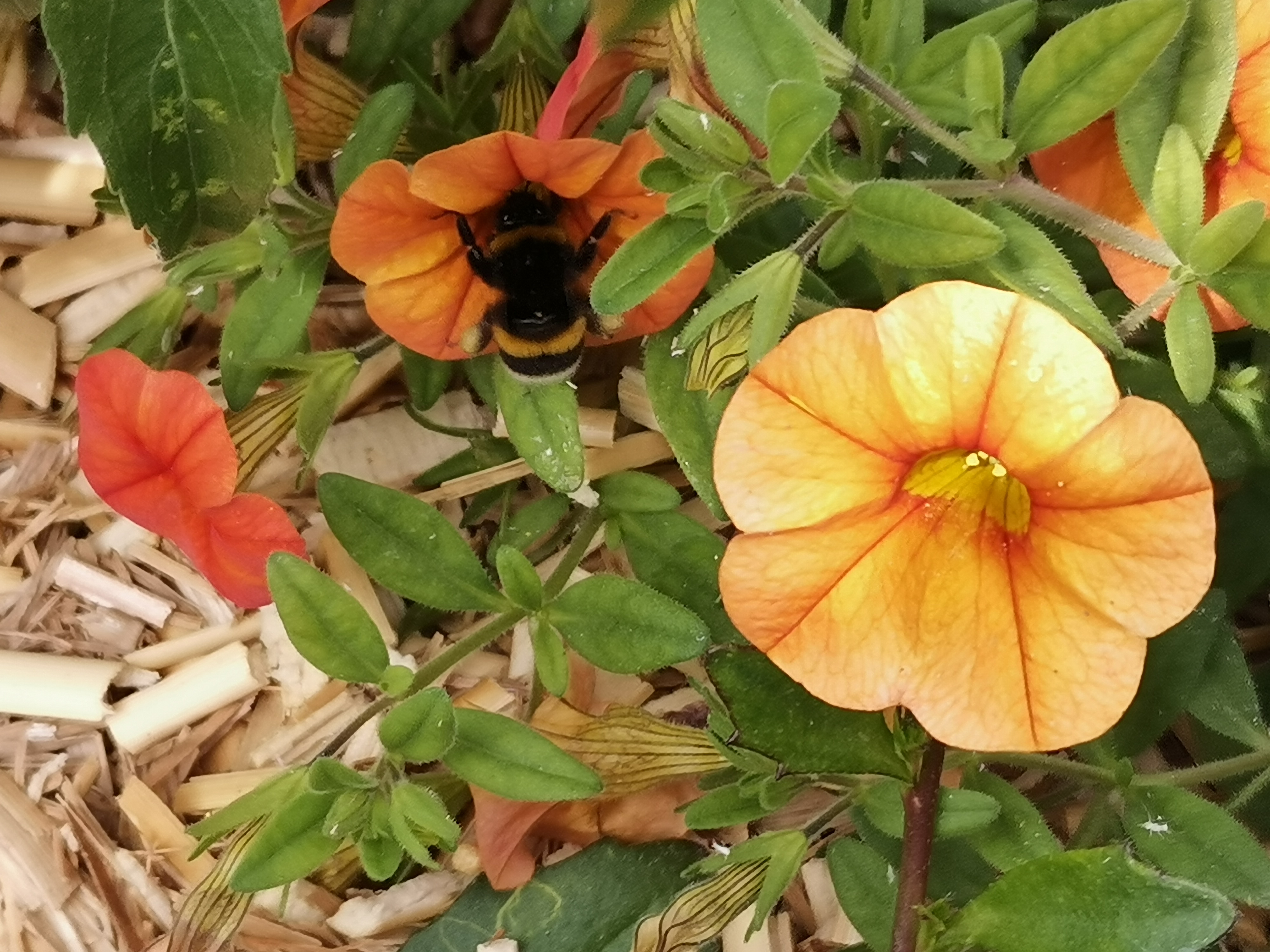 La-butineuse-et-ses-ailes-magiques