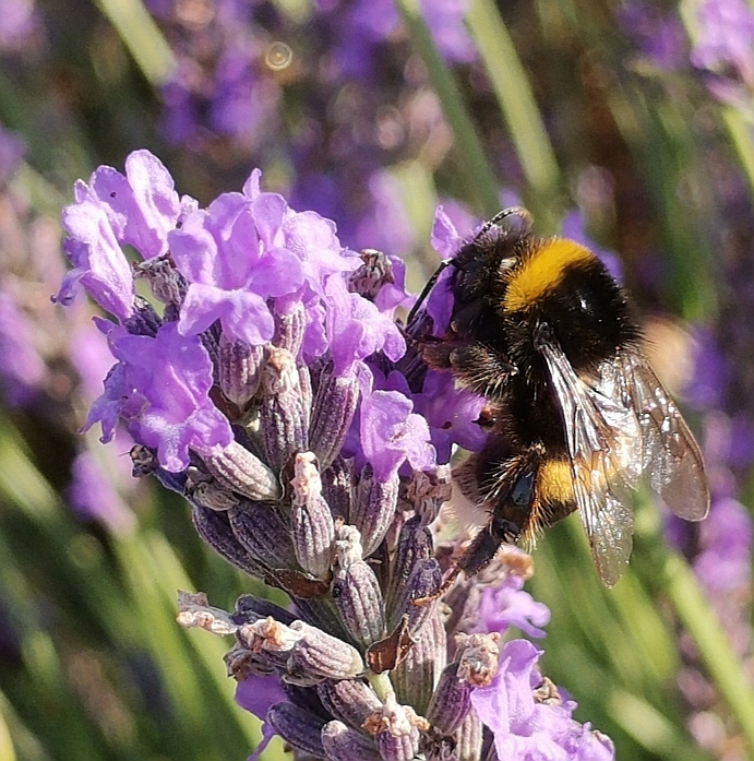Le-48-Mpx-ça-ne-sert-à-rien-