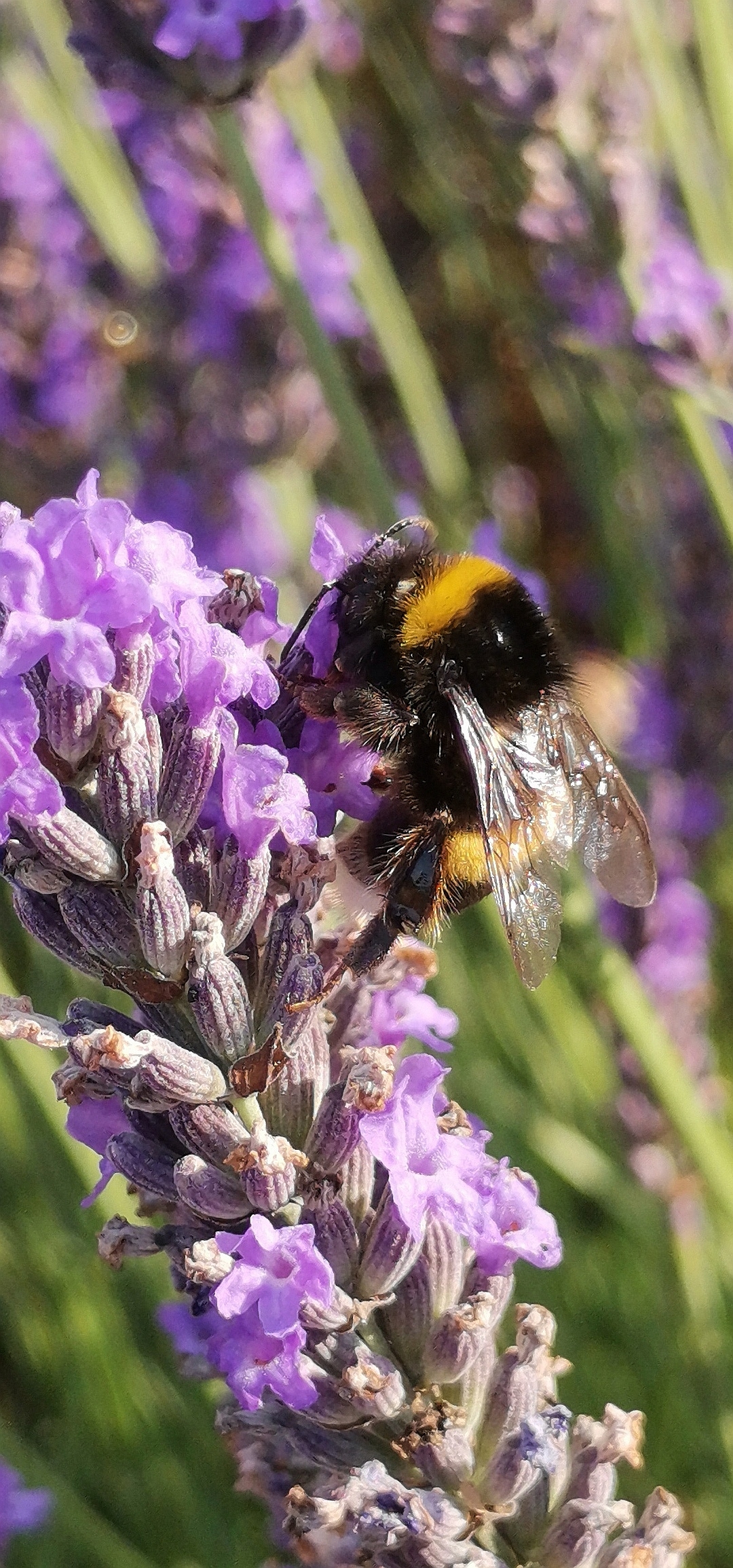Le-48-Mpx-ça-ne-sert-à-rien-