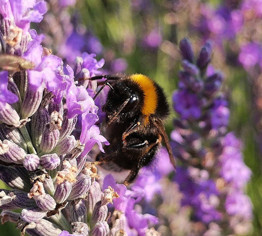Le-48-Mpx-ça-ne-sert-à-rien-