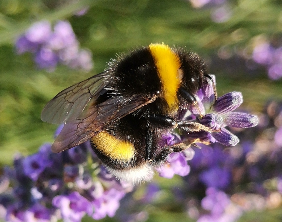 Le-48-Mpx-ça-ne-sert-à-rien-