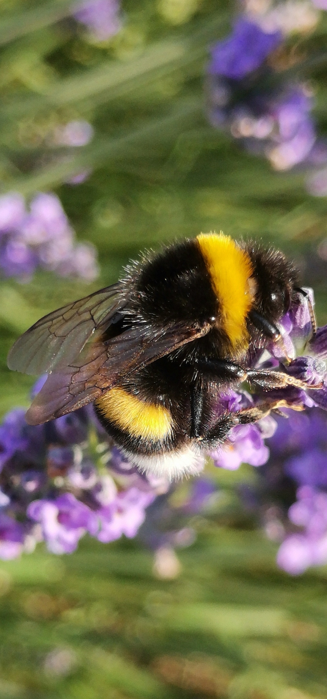 Le-48-Mpx-ça-ne-sert-à-rien-