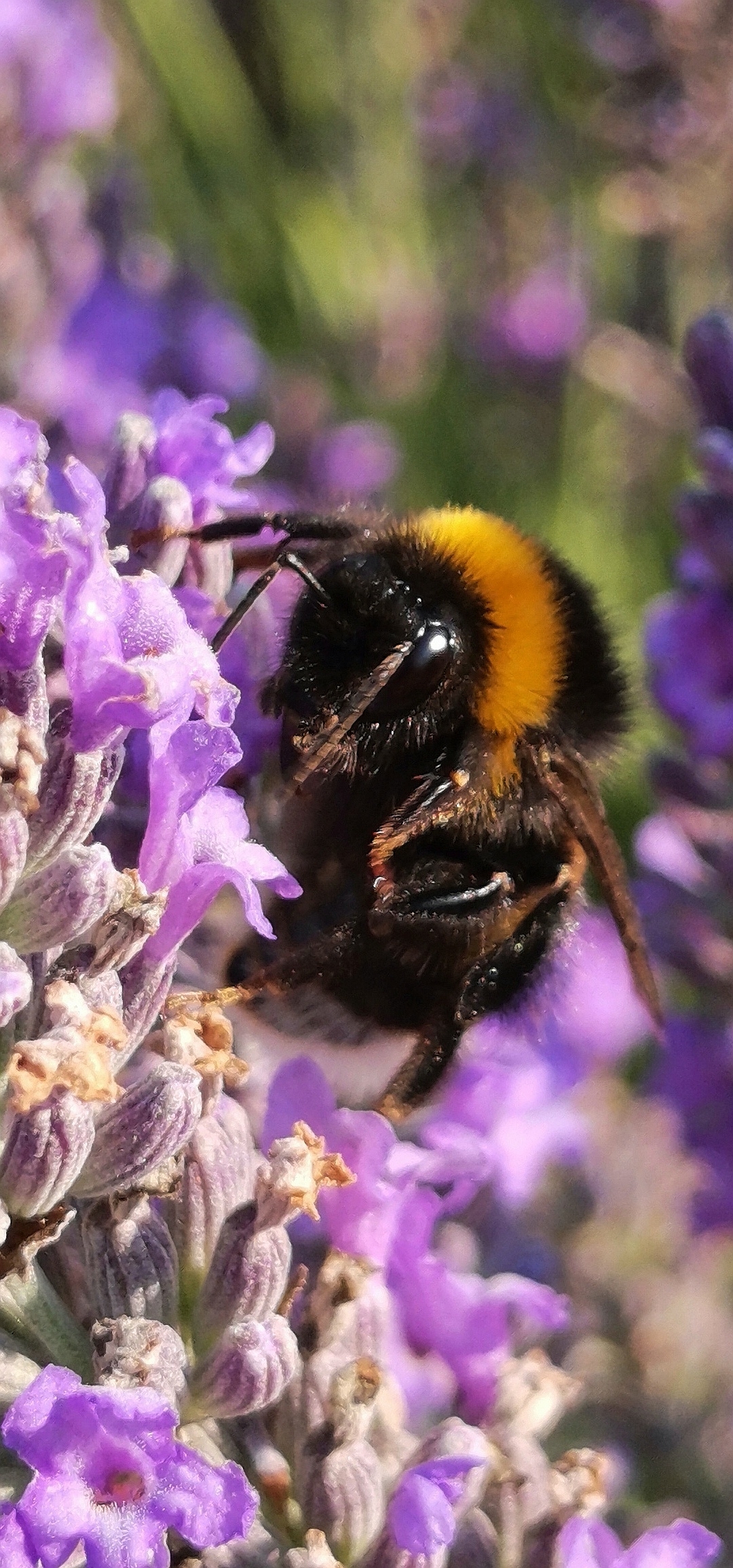 Le-48-Mpx-ça-ne-sert-à-rien-