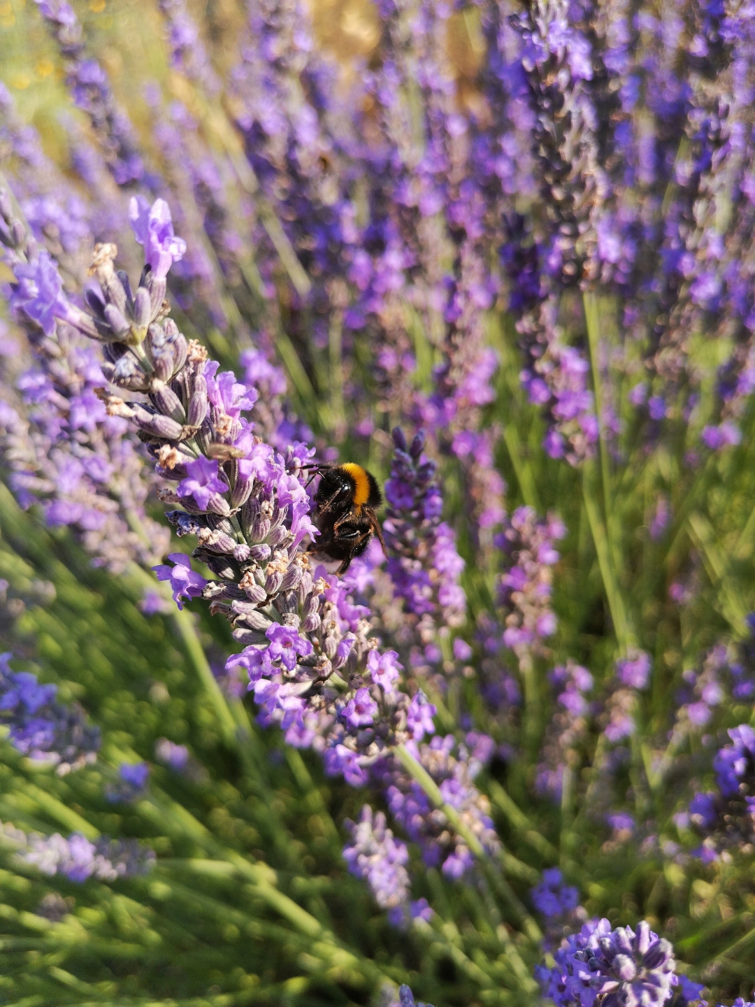 Le-48-Mpx-ça-ne-sert-à-rien-