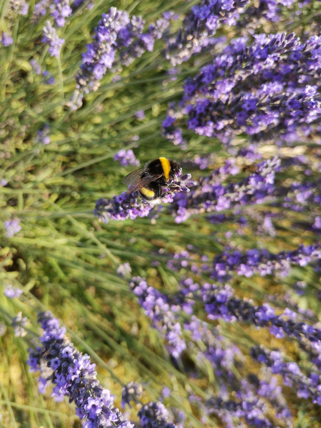 Le-48-Mpx-ça-ne-sert-à-rien-